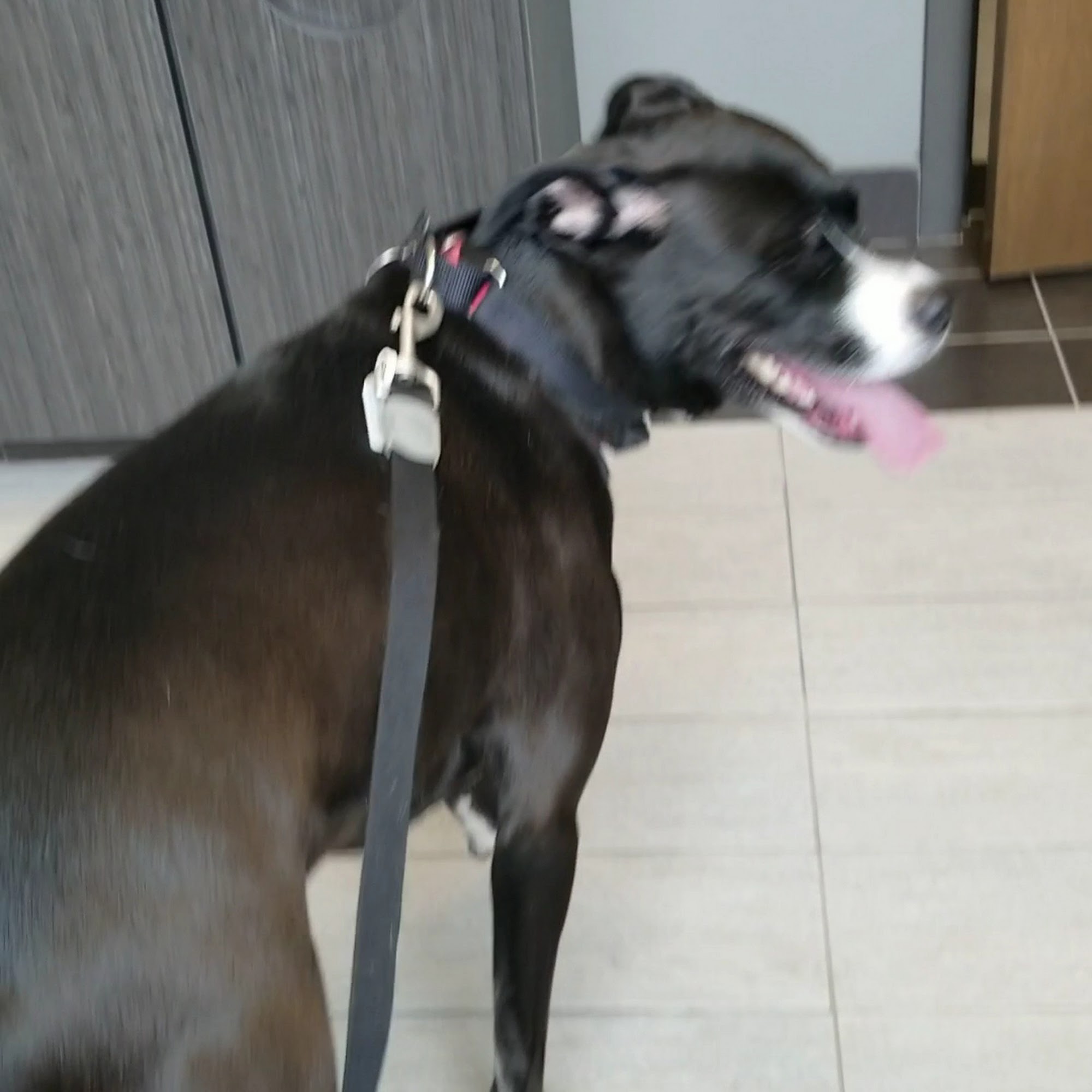 Animal Care Center of Downers Grove Downers Grove