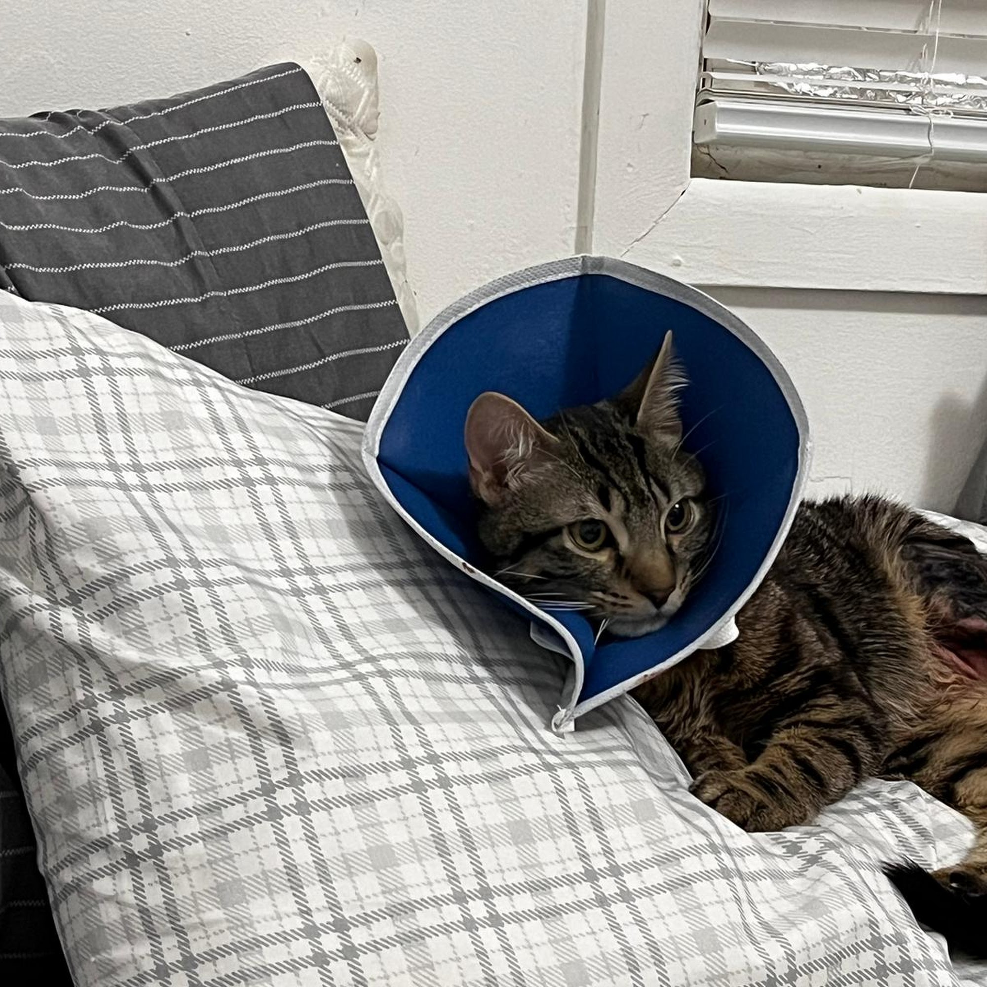 Downers Grove Animal Hospital & Bird Clinic Downers Grove