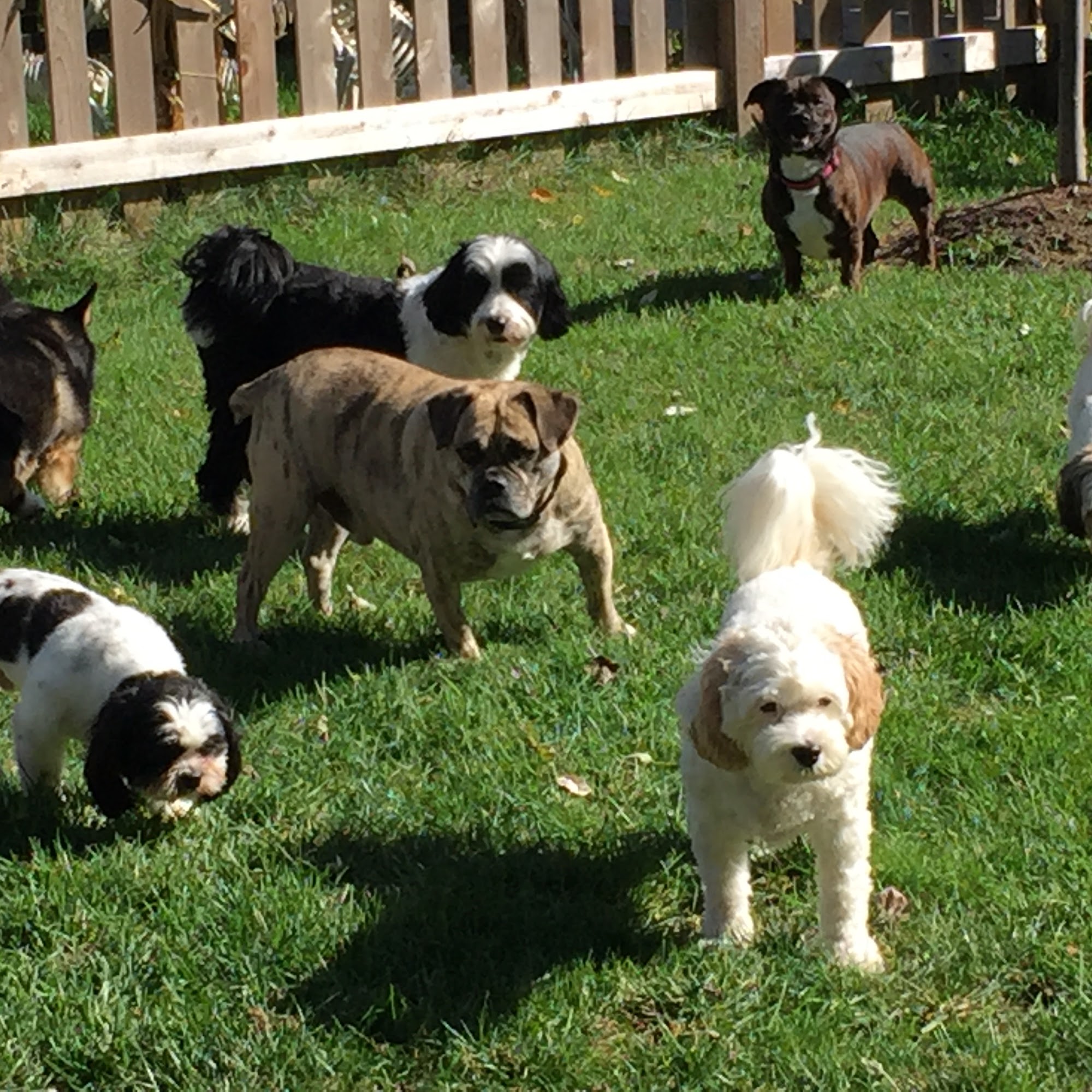 Wood's Wags and Wiggles Downers Grove