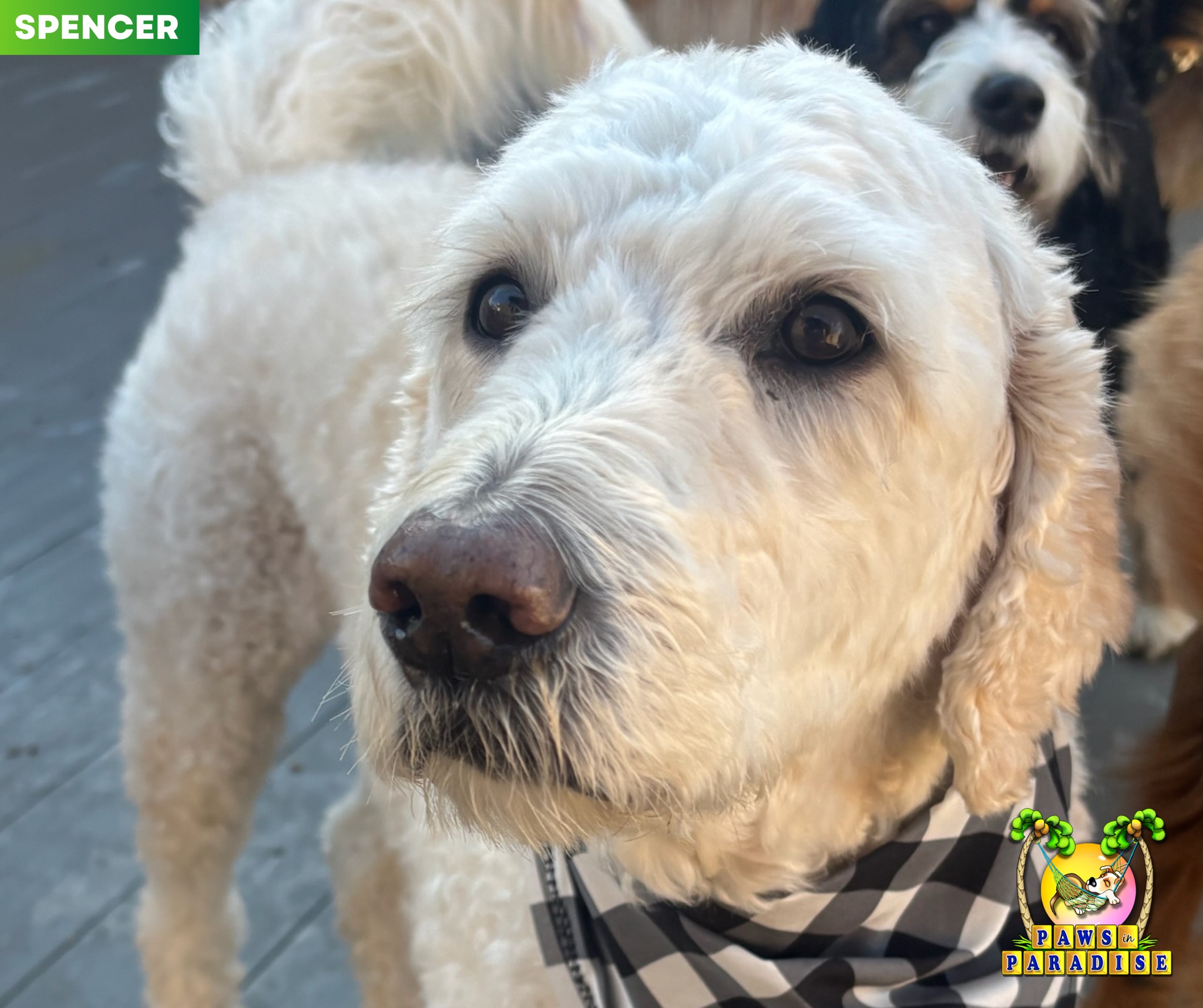 Paws In Paradise Downers Grove