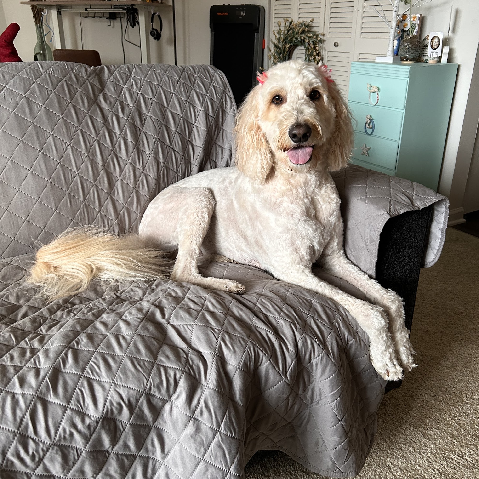 Dogs by Design Downers Grove