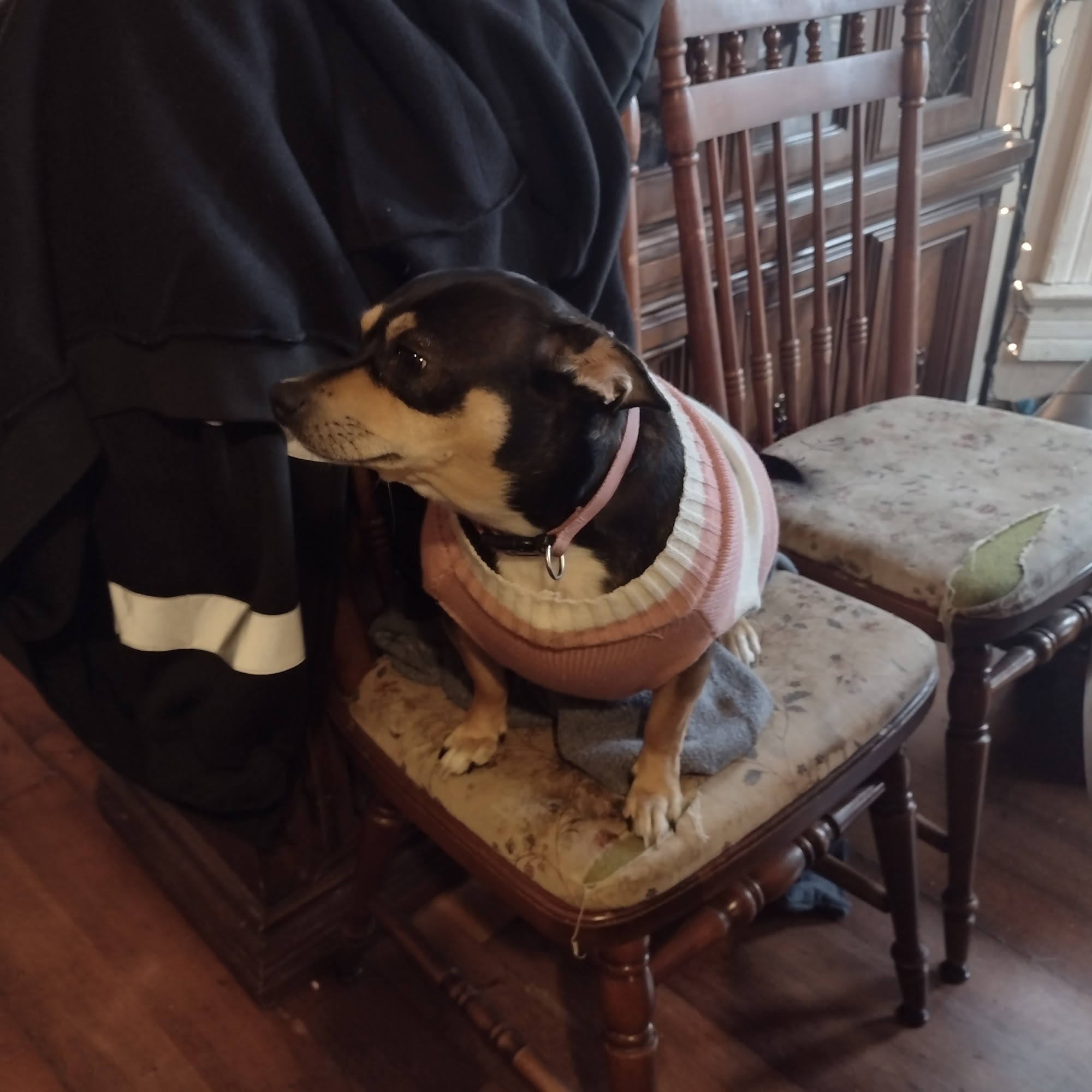 St Francis Animal Hospital Du Quoin