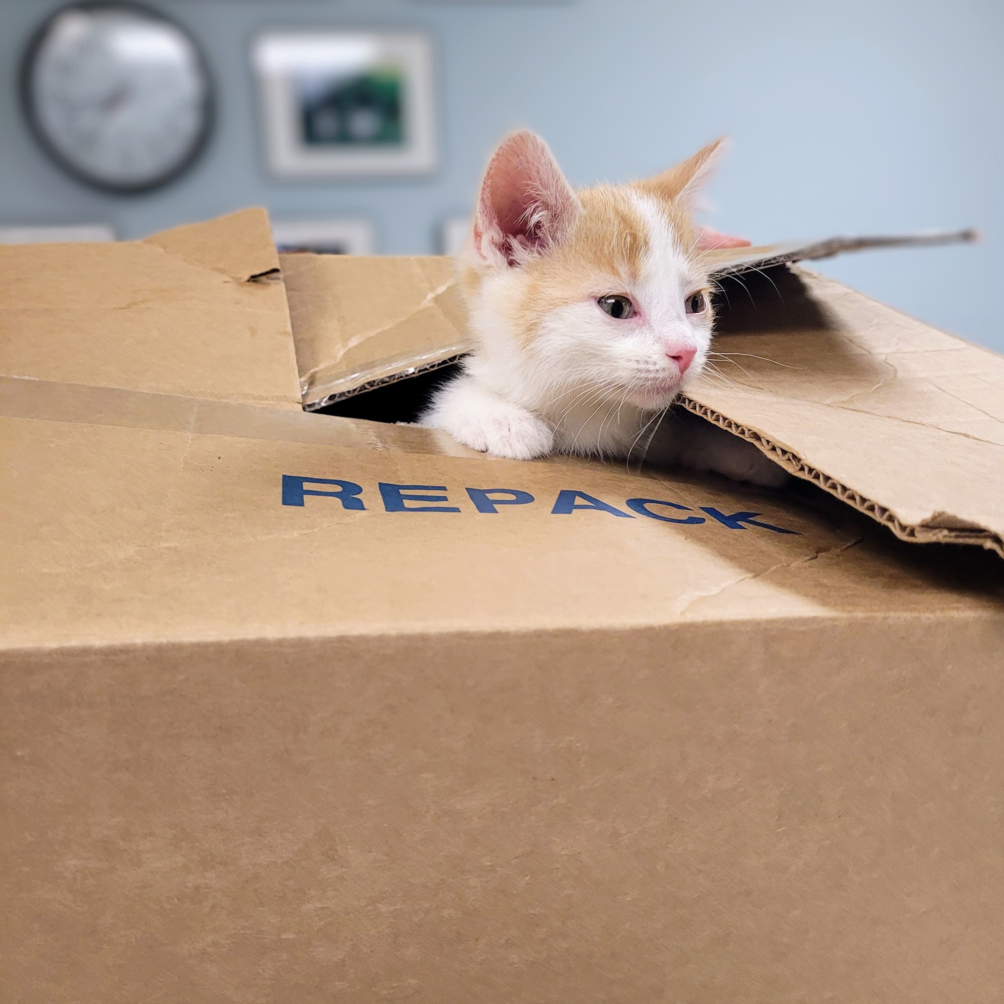 Teasdale Veterinary Clinic East Dubuque