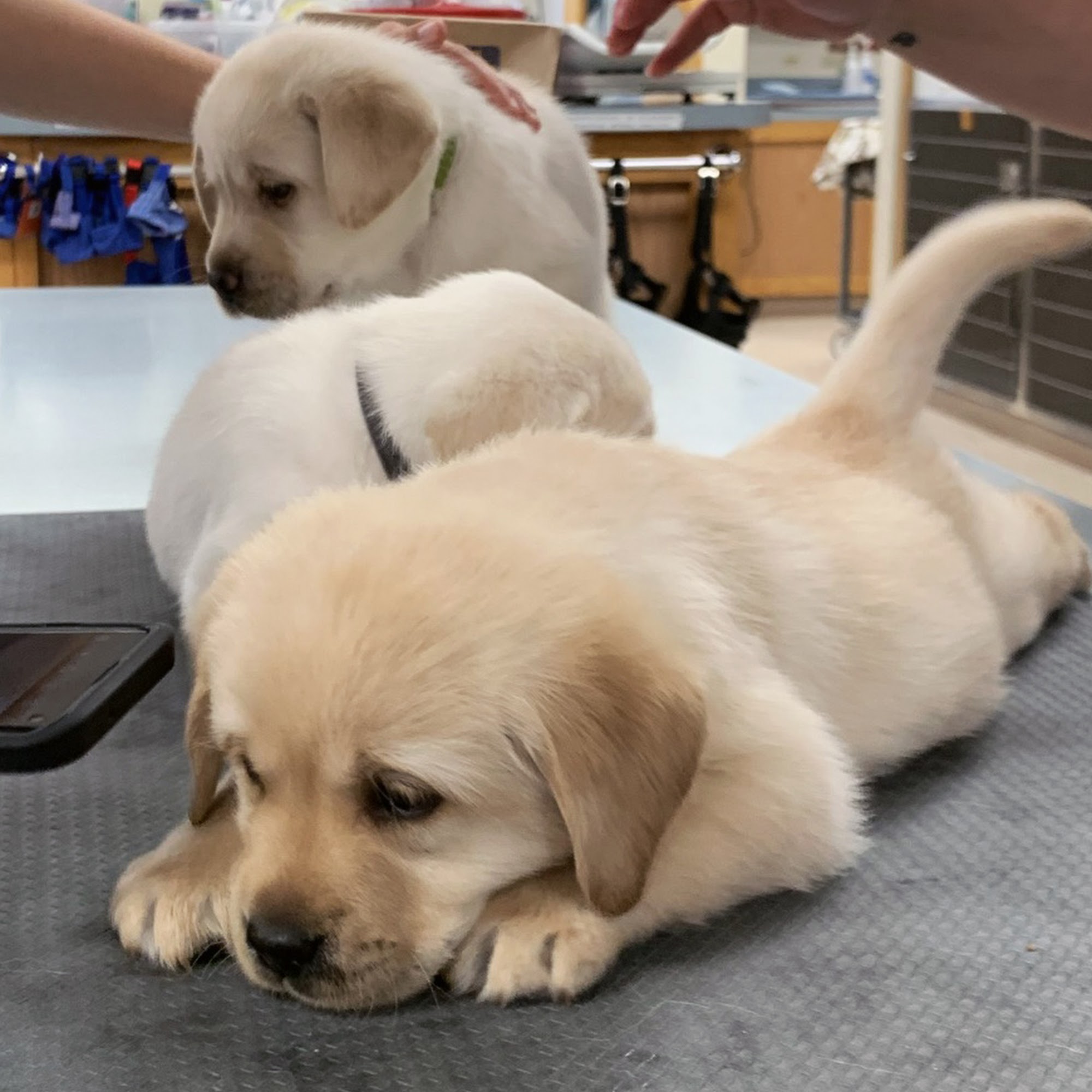 Dundee Animal Hospital East Dundee