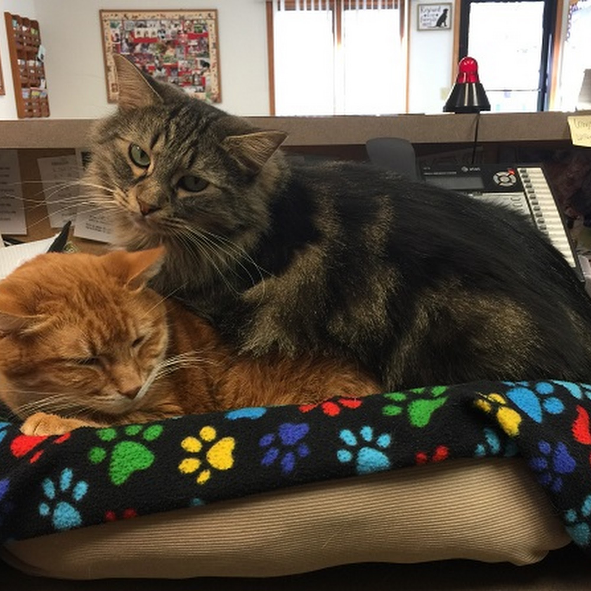 Meadows Veterinary Clinic East Peoria