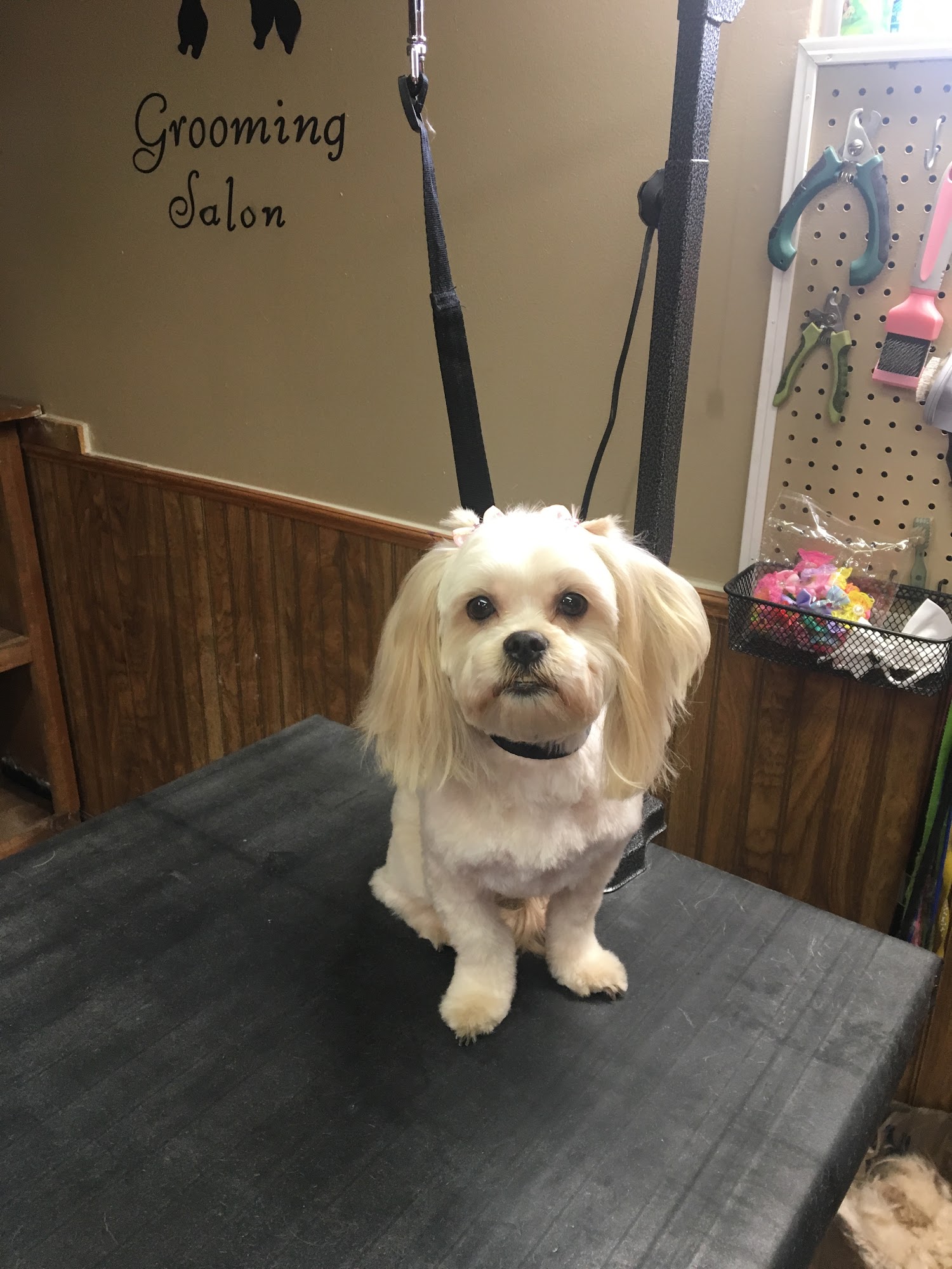 Breedlove Grooming Salon & Spa East Peoria