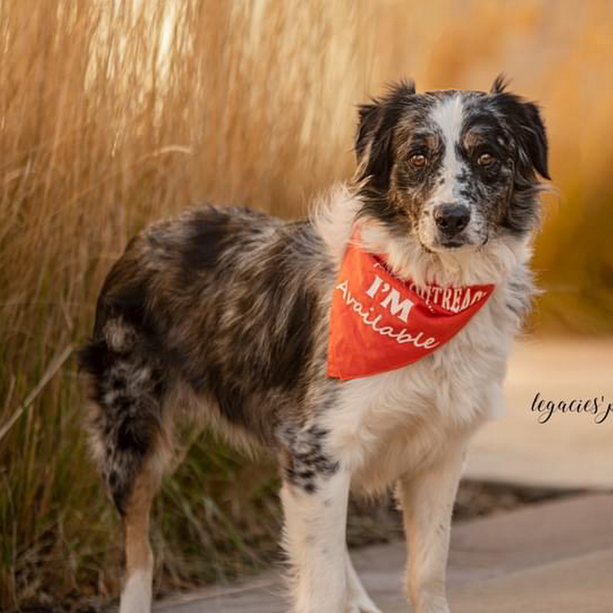 Foster Pet Outreach Edwards