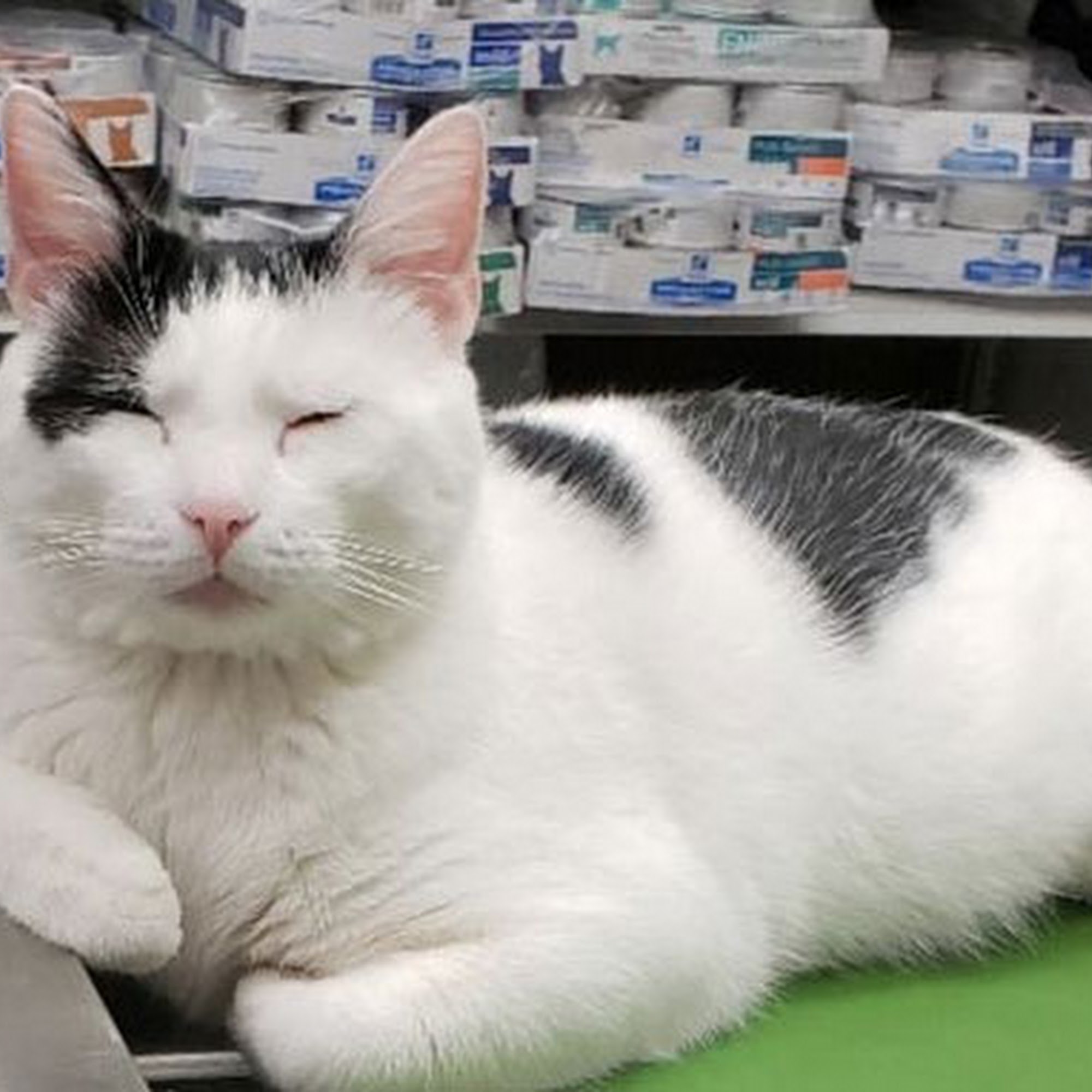 Edwardsville Pet Hospital Edwardsville