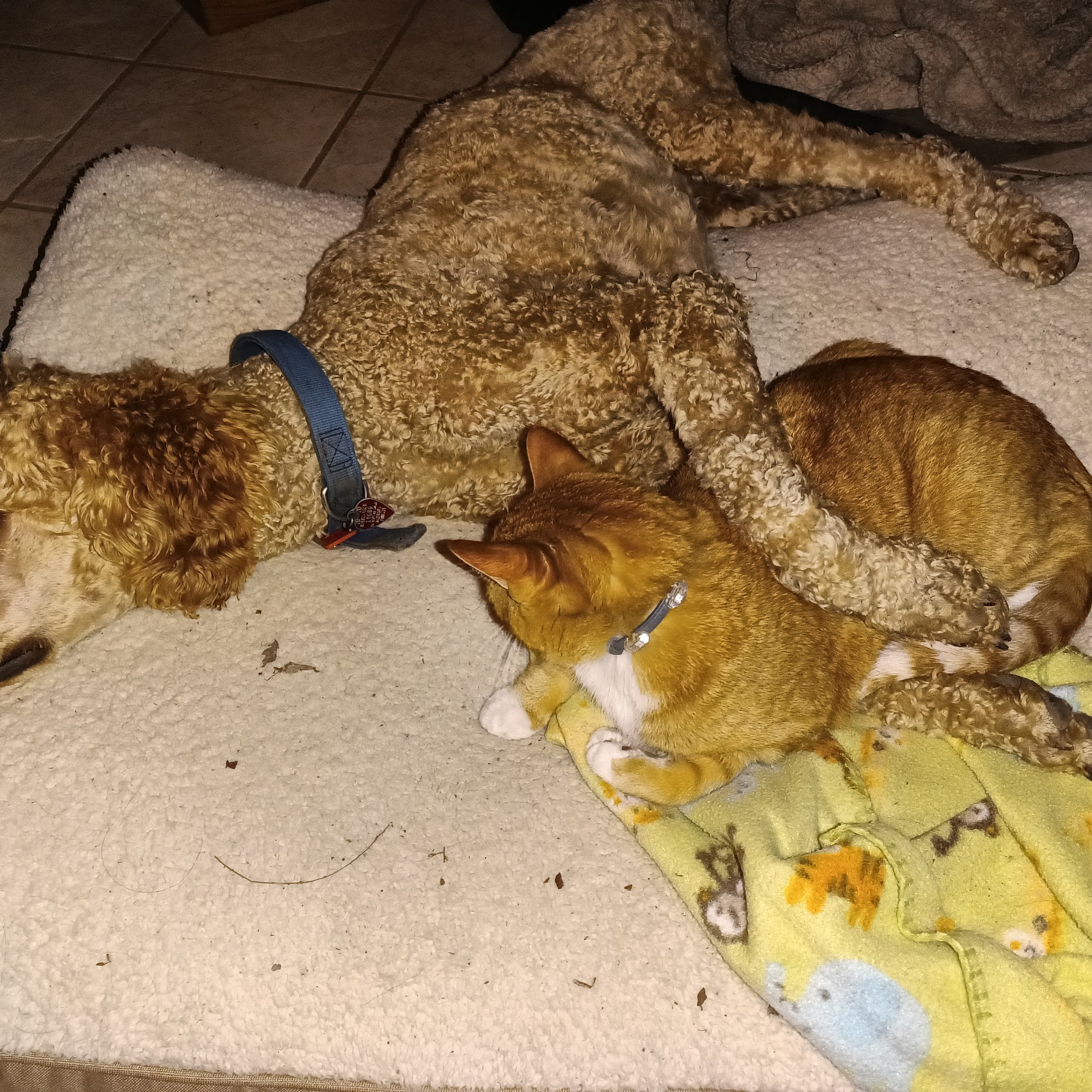 Fort Russell Veterinary Services Edwardsville