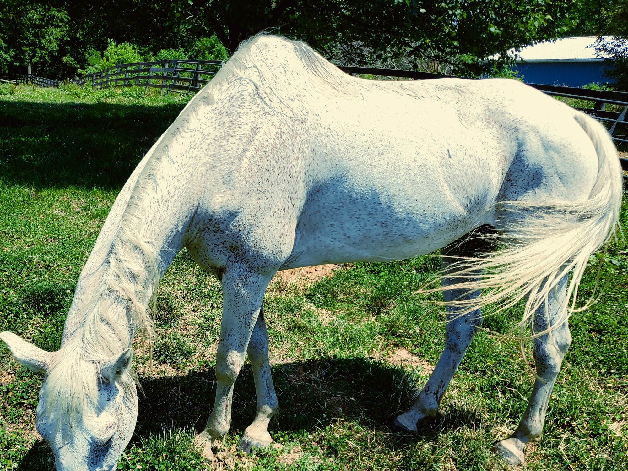Fort Russell Veterinary Services Edwardsville