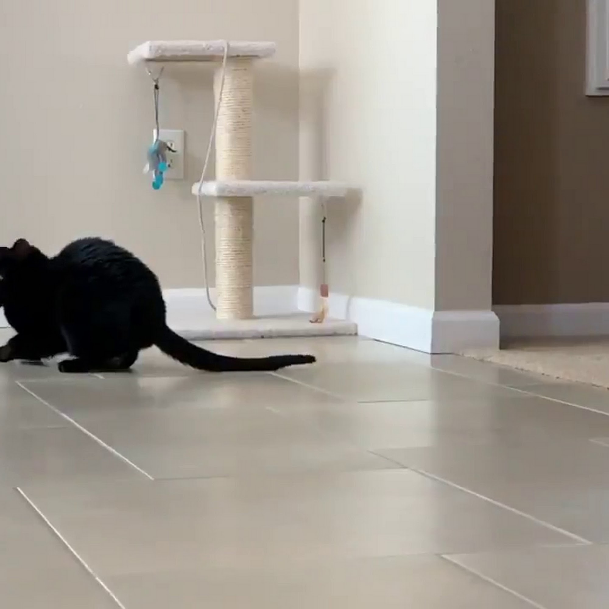 Ark Animal Hospital Edwardsville