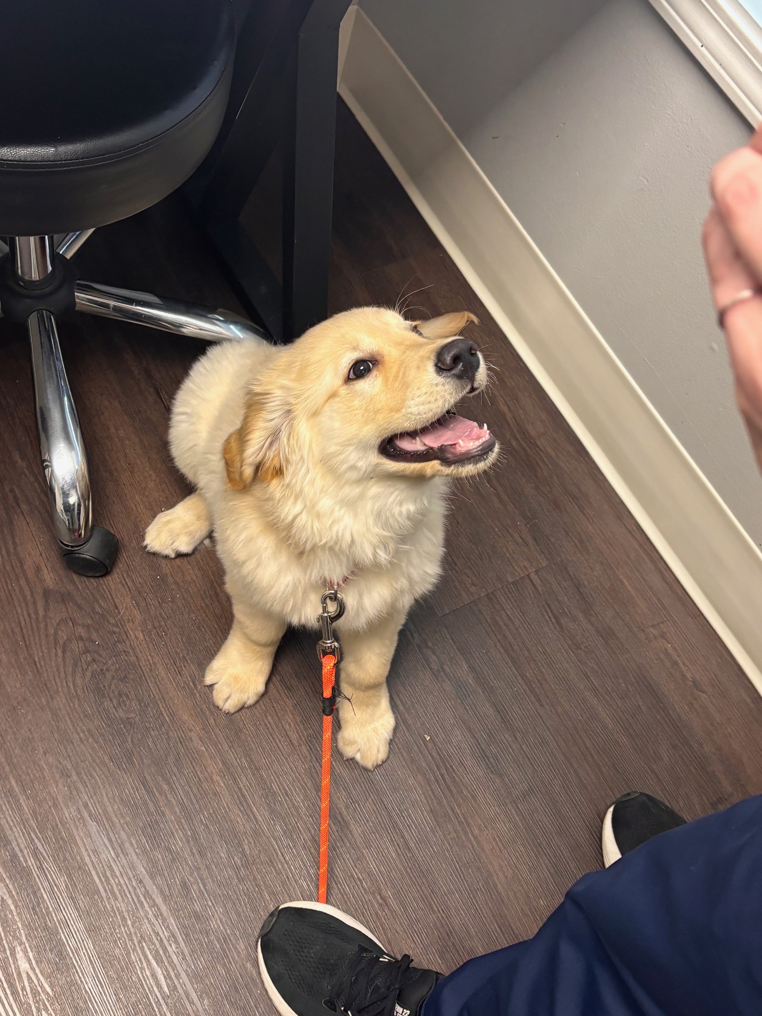 Heartland Veterinary Hospital P.C. Edwardsville