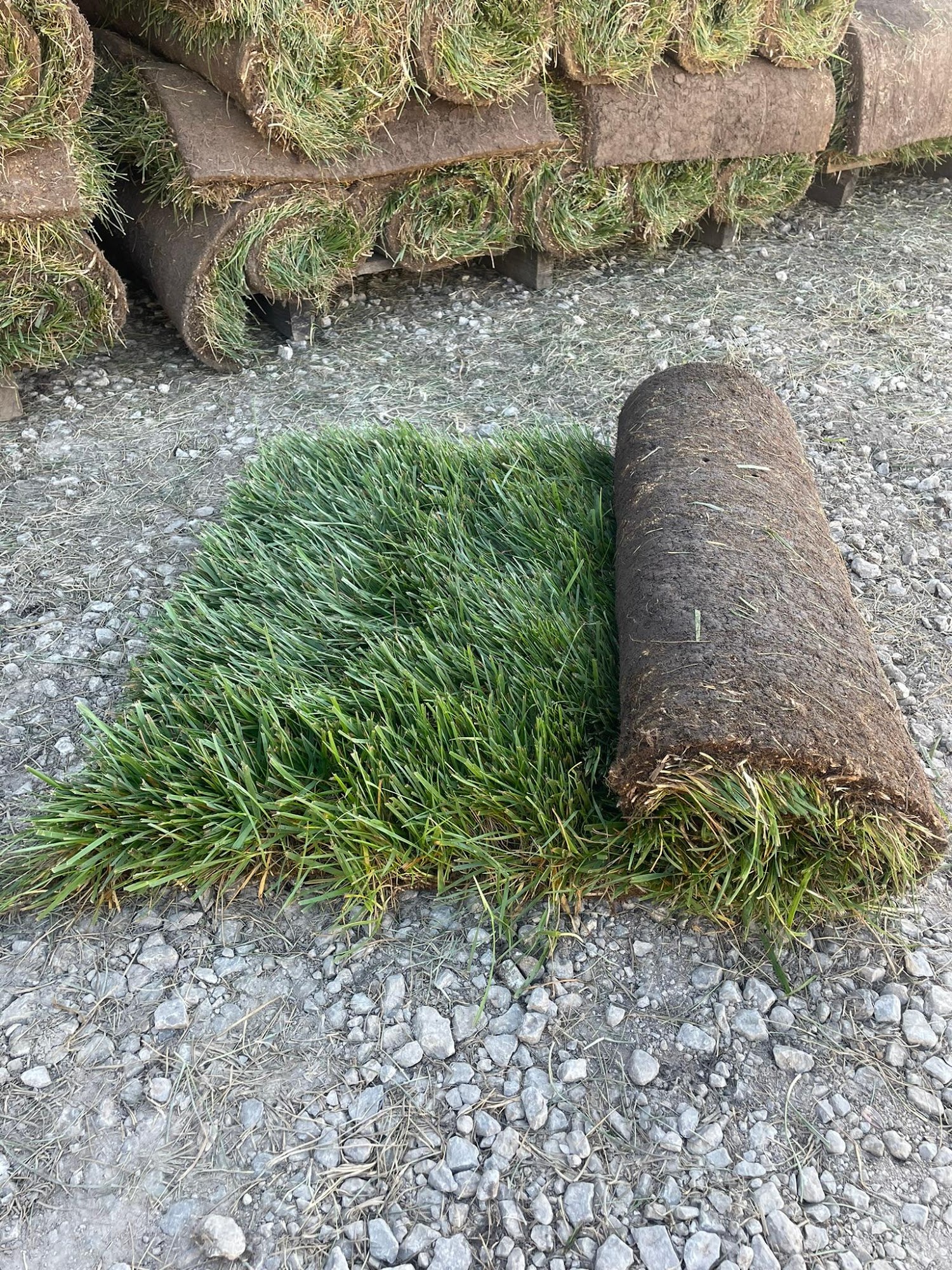 Brockmeier Sod Farms
