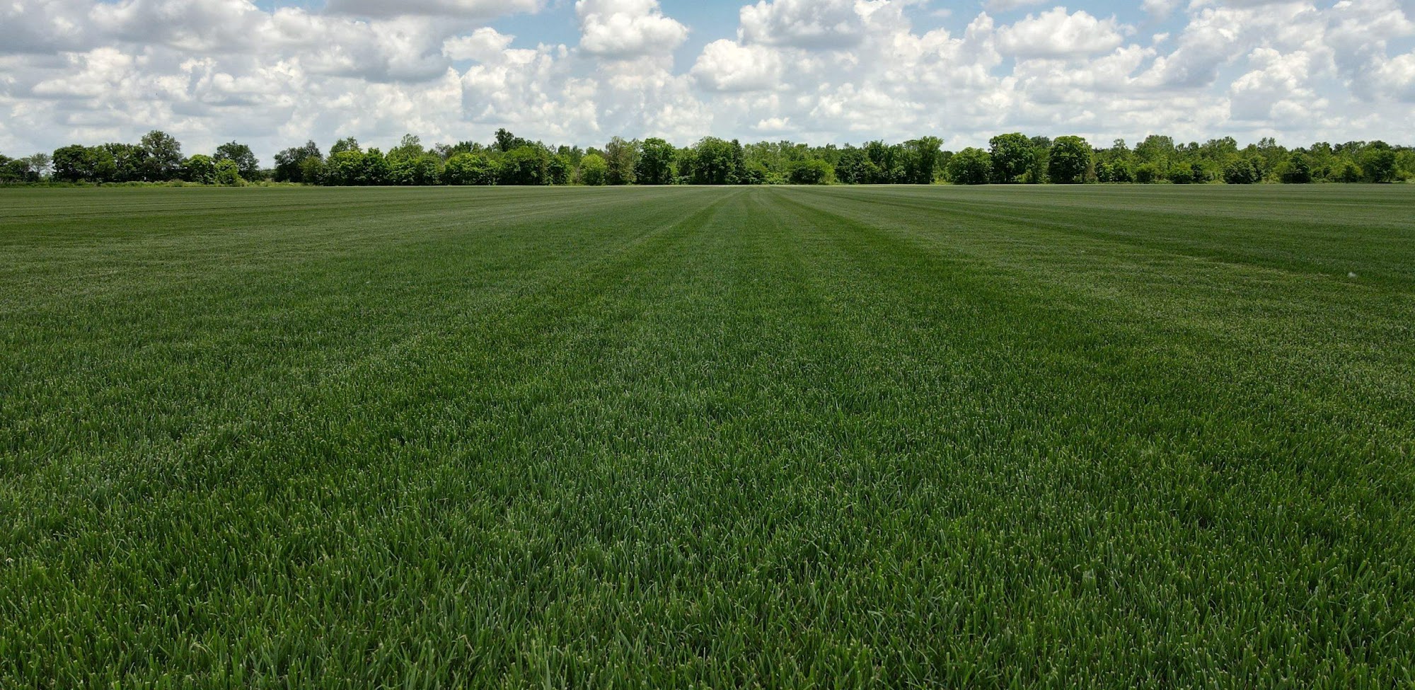 Brockmeier Sod Farms