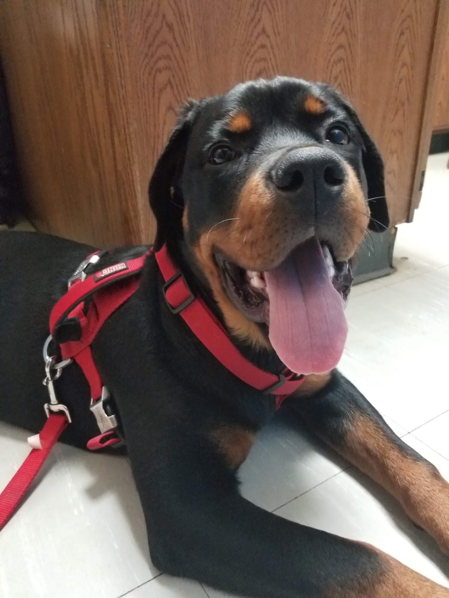 Walton & Haarmann Veterinary Clinic Effingham