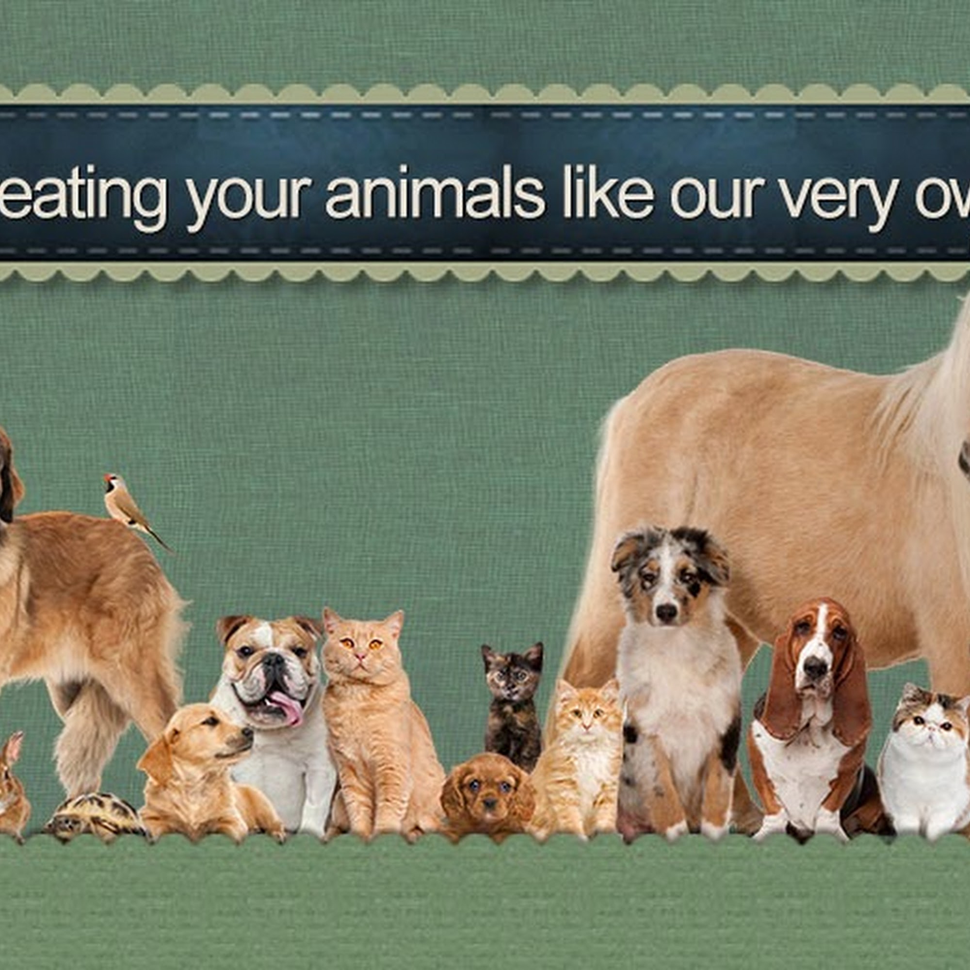 Advanced Veterinary Care, LLC Effingham