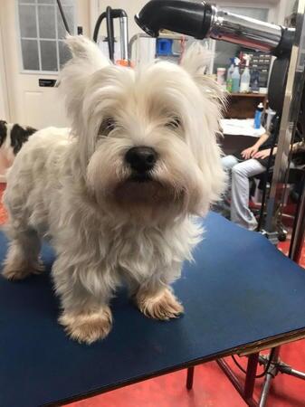 Stiltmore Kennels Eldorado