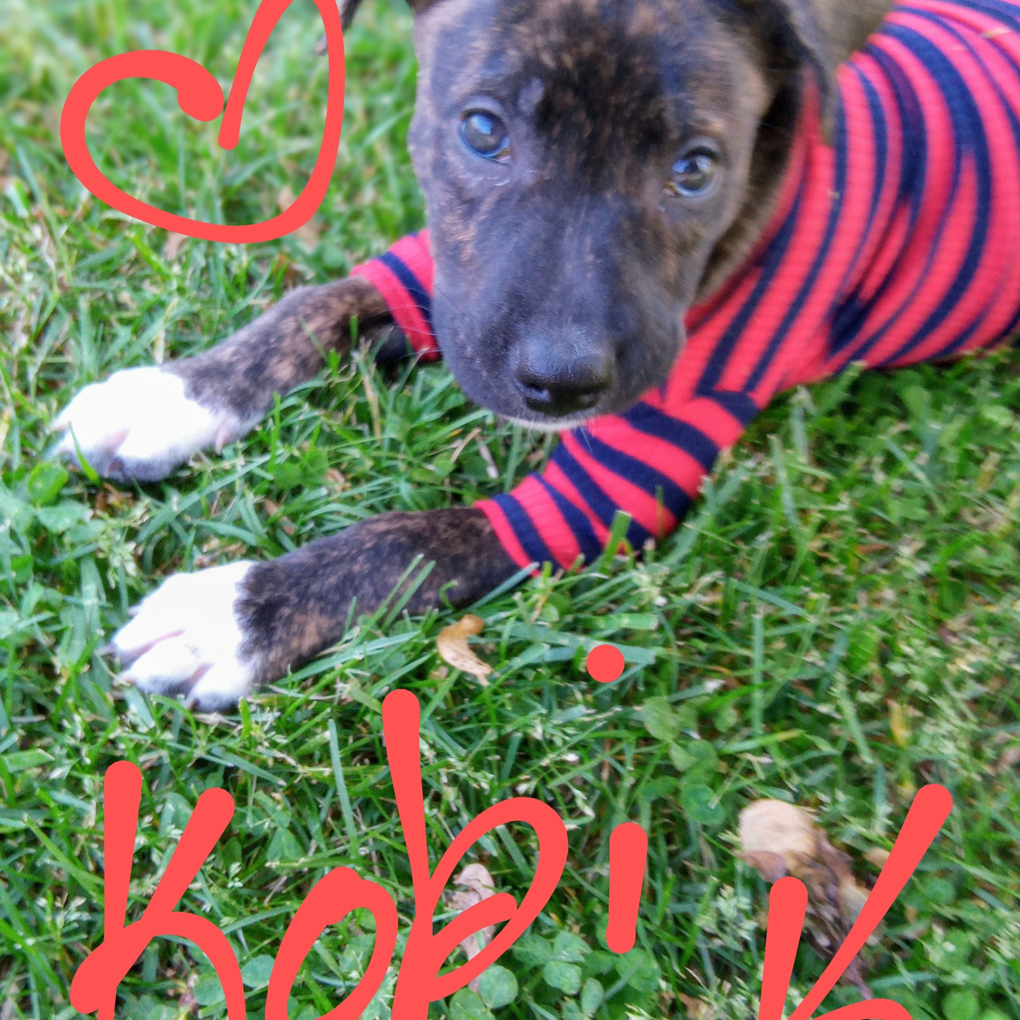 Just Animals Shelter: Pet Wellness Clinic Elgin