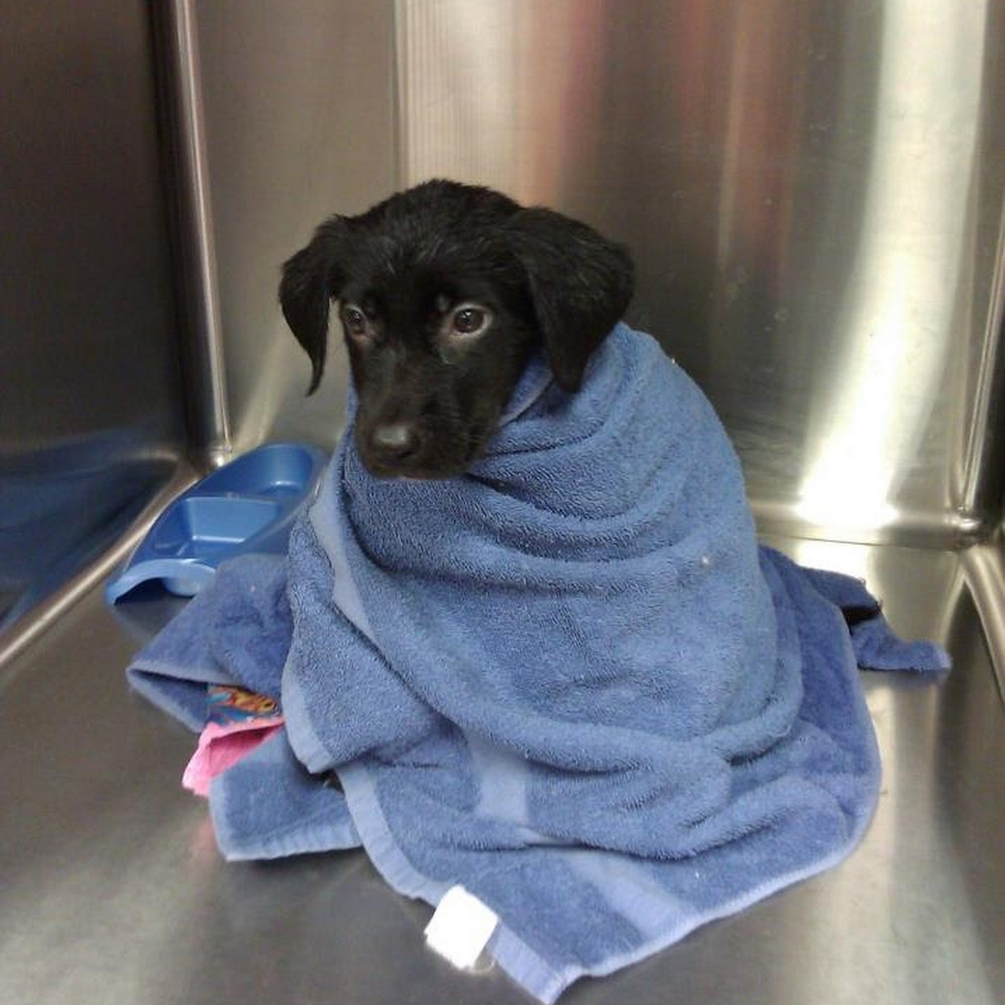 Elgin Animal Clinic Elgin