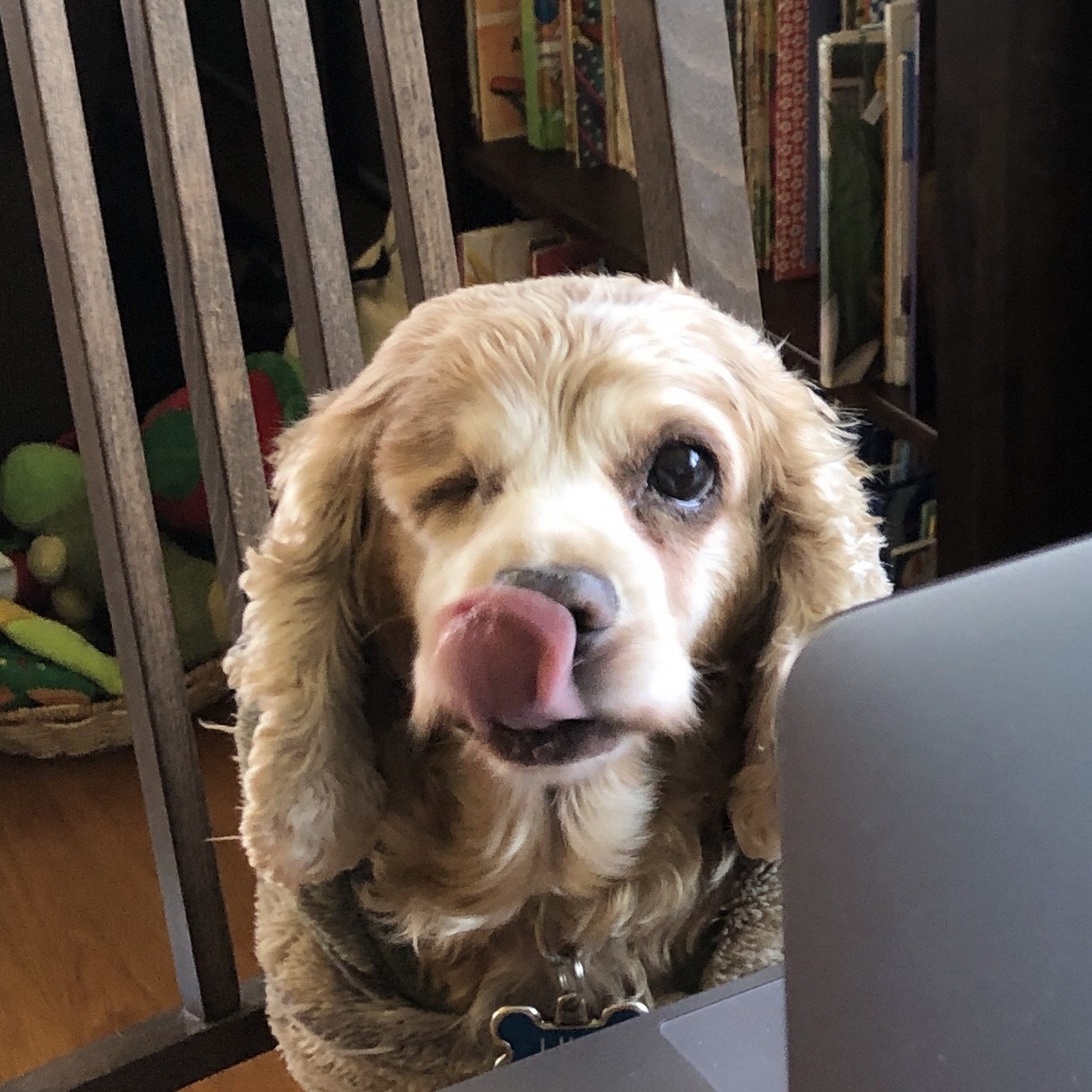 Animal Eye Consultants Elgin