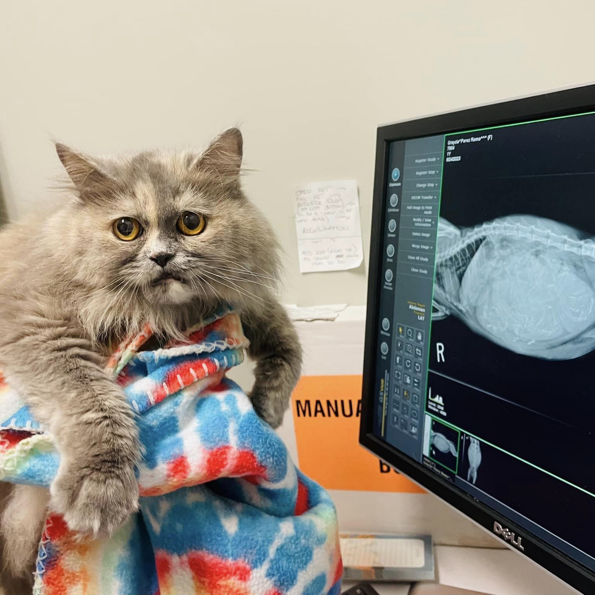 Bowes Animal Hospital Elgin