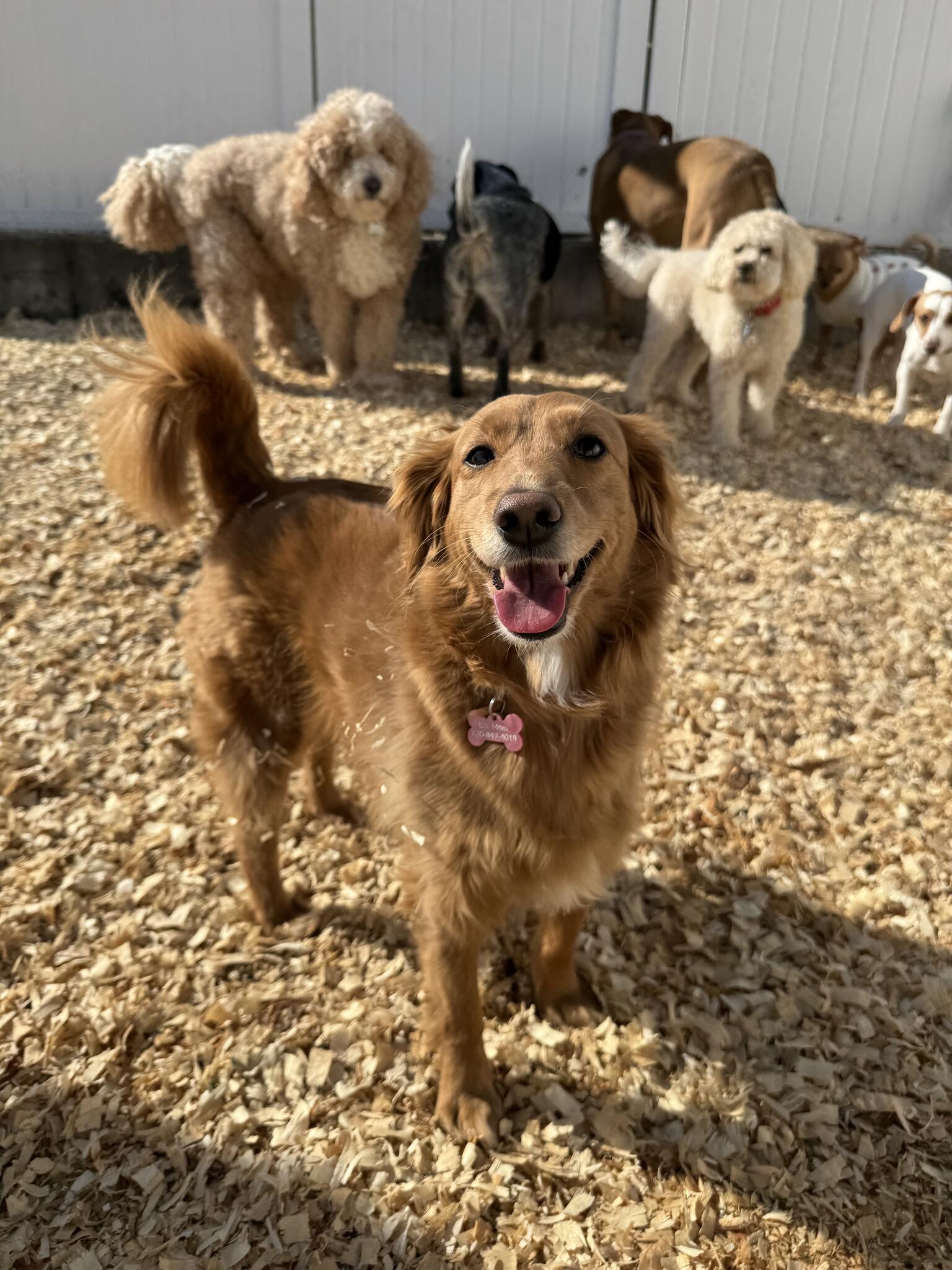 Rover Unleashed Elgin