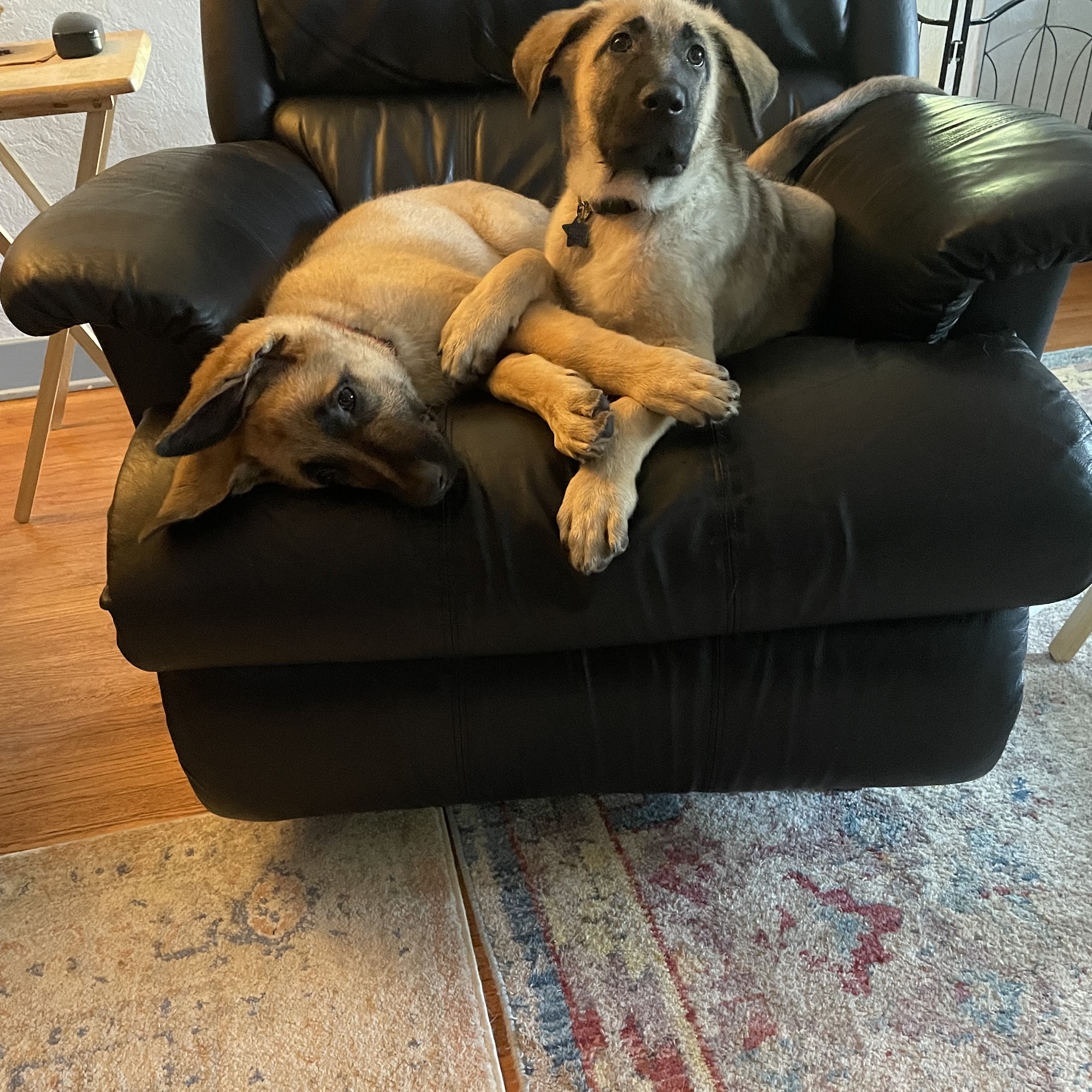 A Family Friend Pet Service Elgin