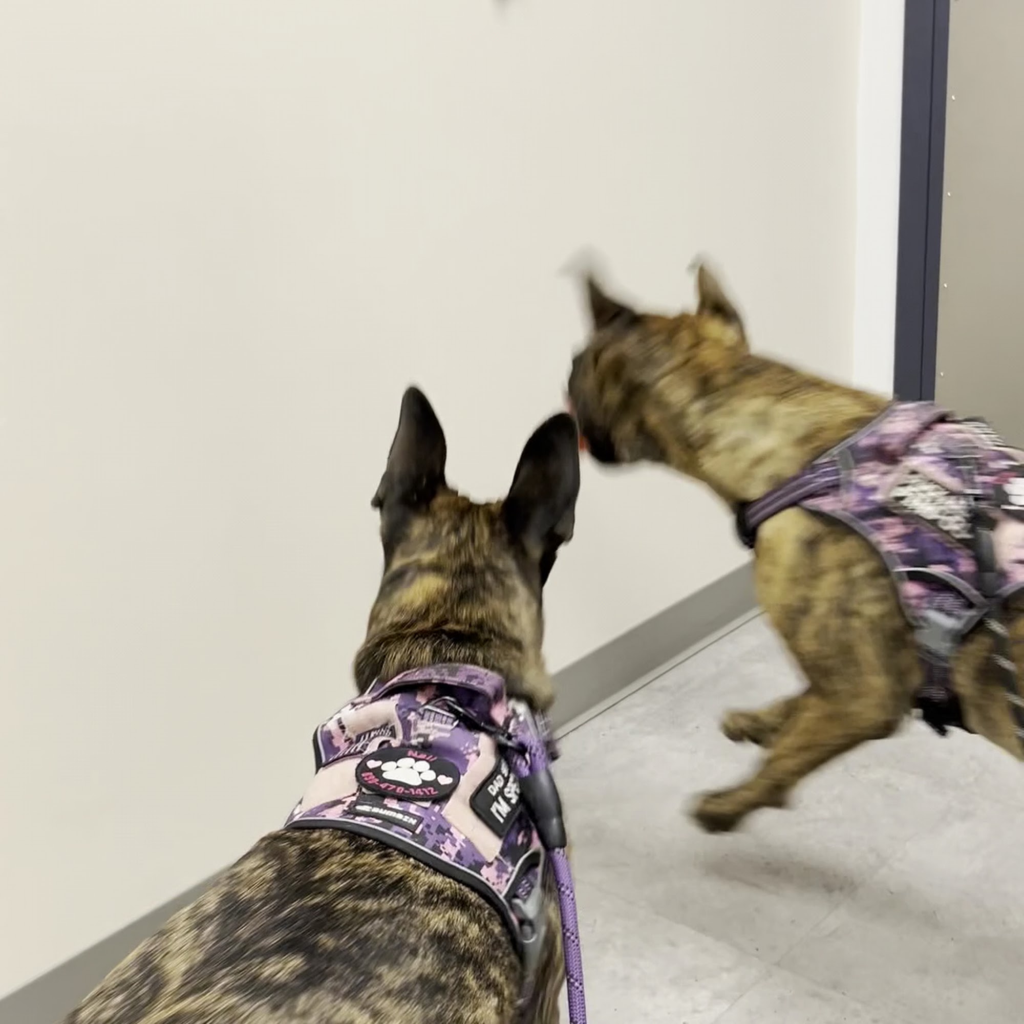 Cobb & Co Veterinary Clinic Elgin