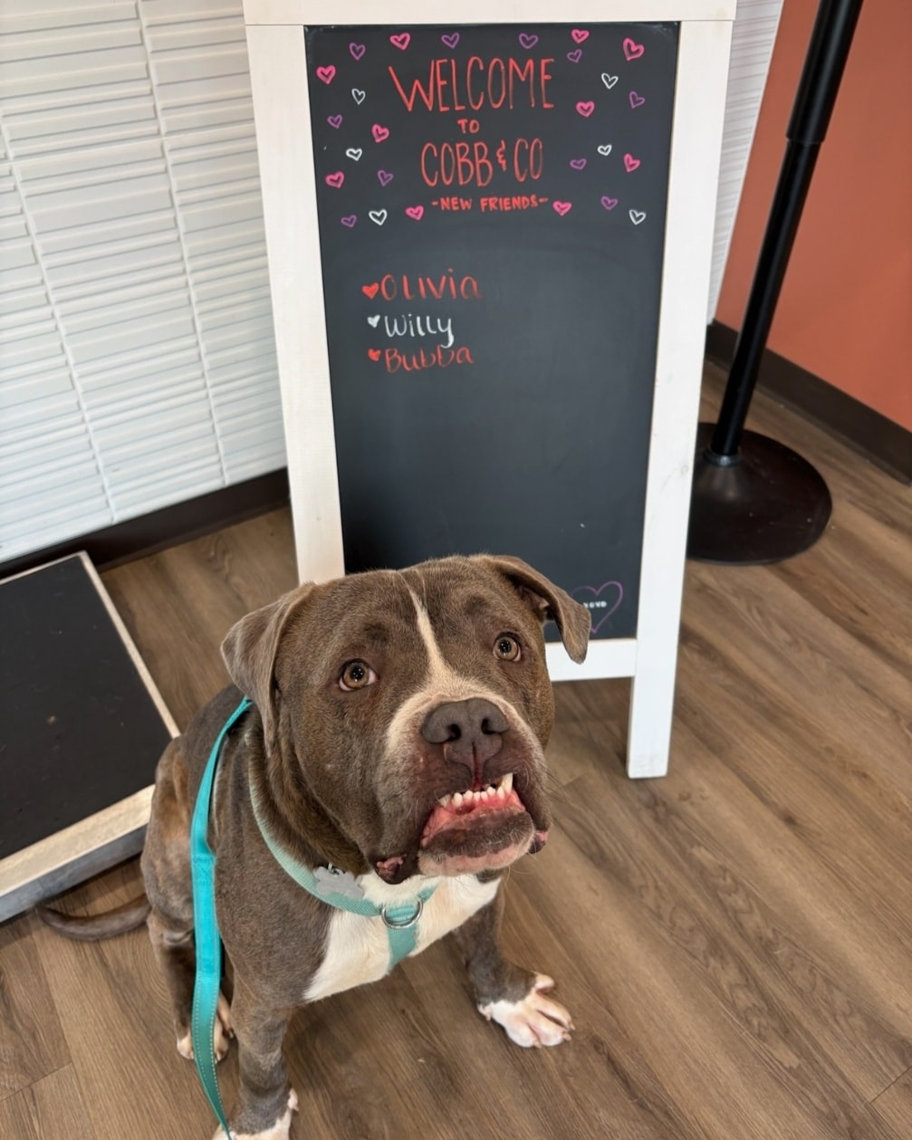 Cobb & Co Veterinary Clinic Elgin