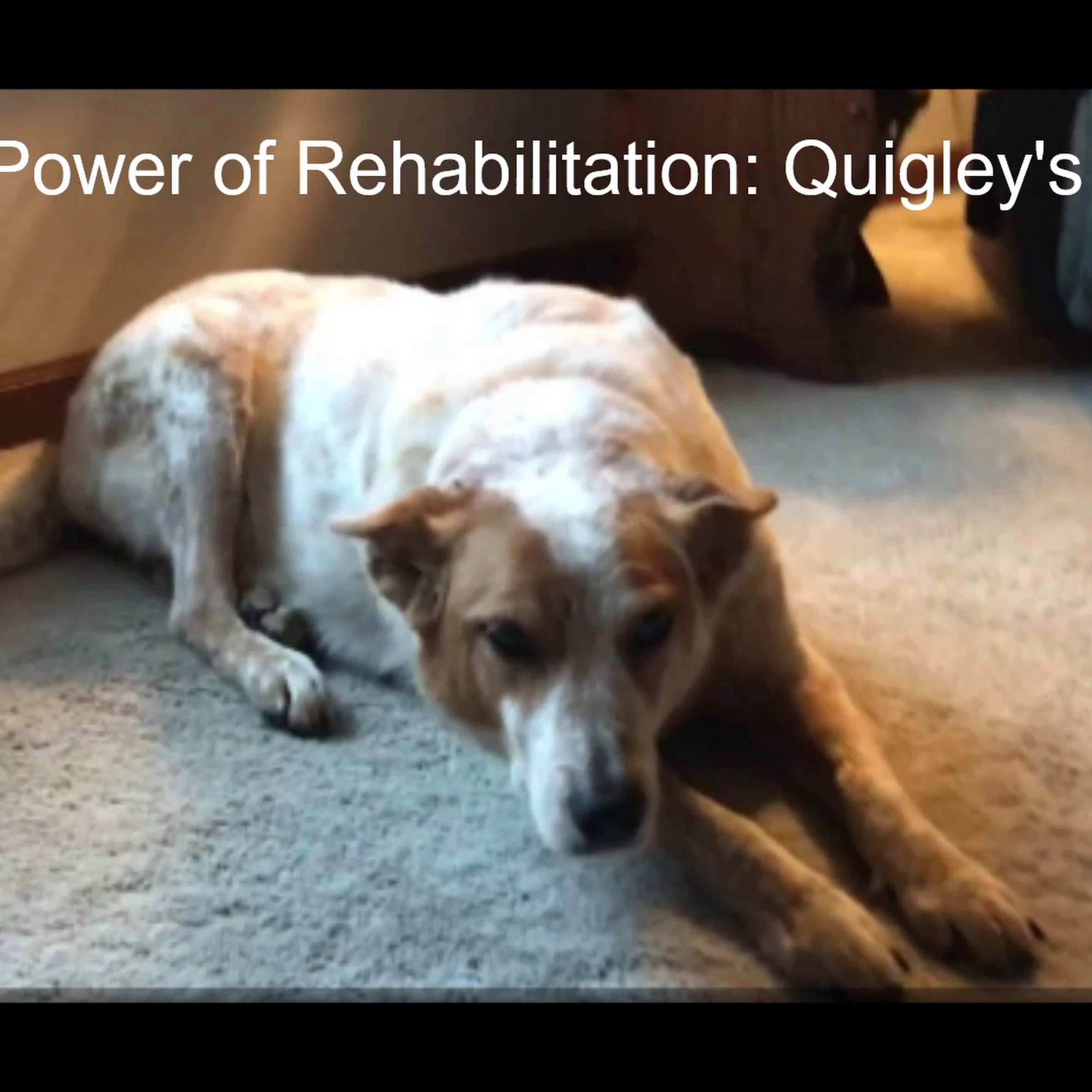 Elk Grove Pet Clinic Elk Grove Village