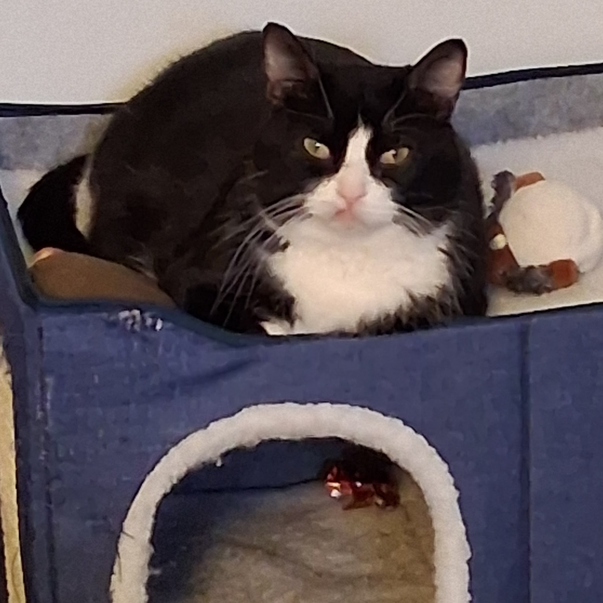 Elmhurst Animal Care Center Elmhurst