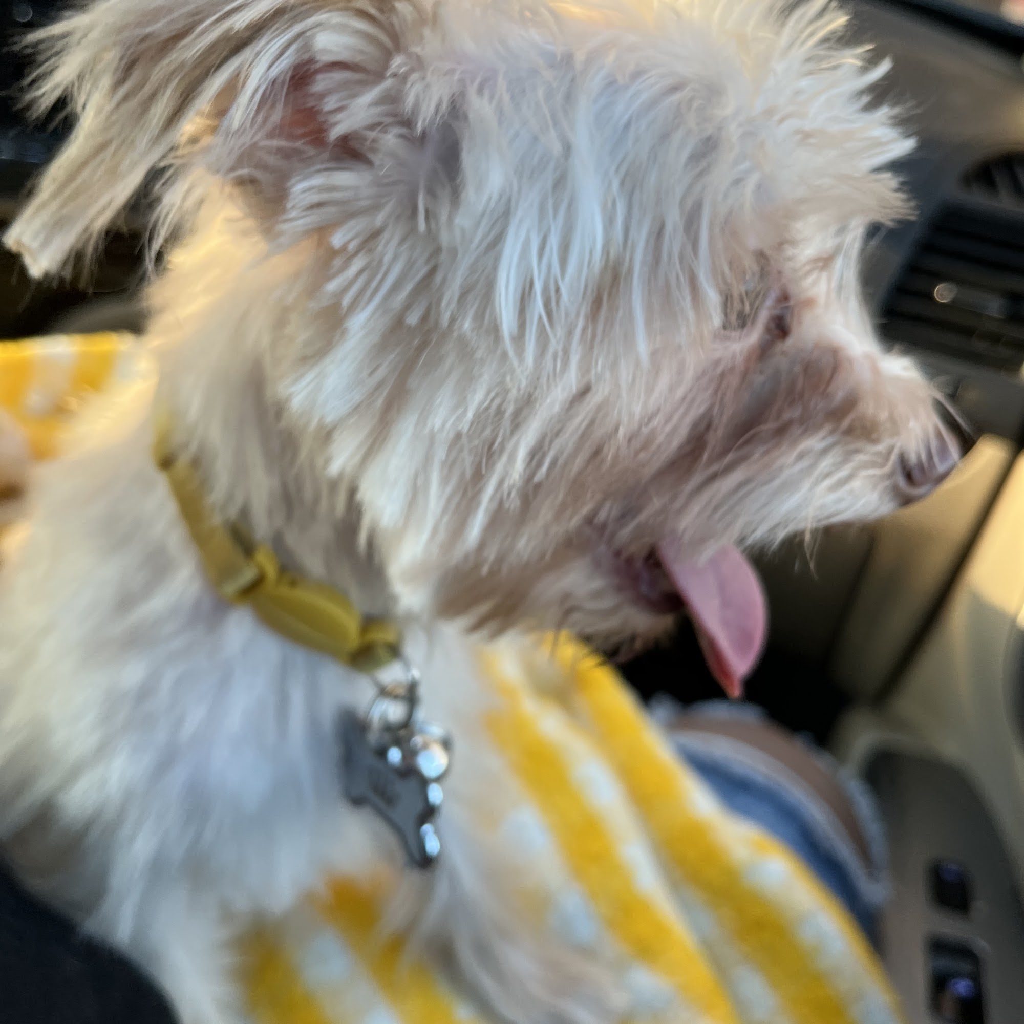 With Love From Head To Tail Elmhurst