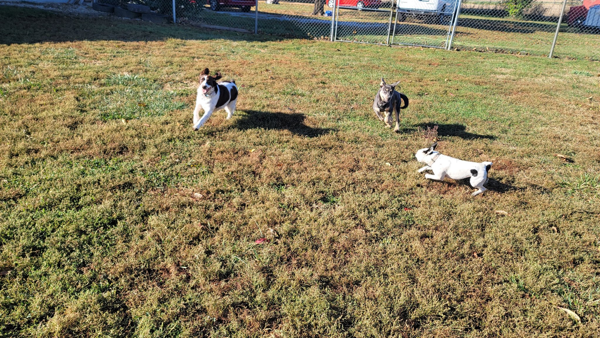 Critter Castle Pet Care Services Elmwood