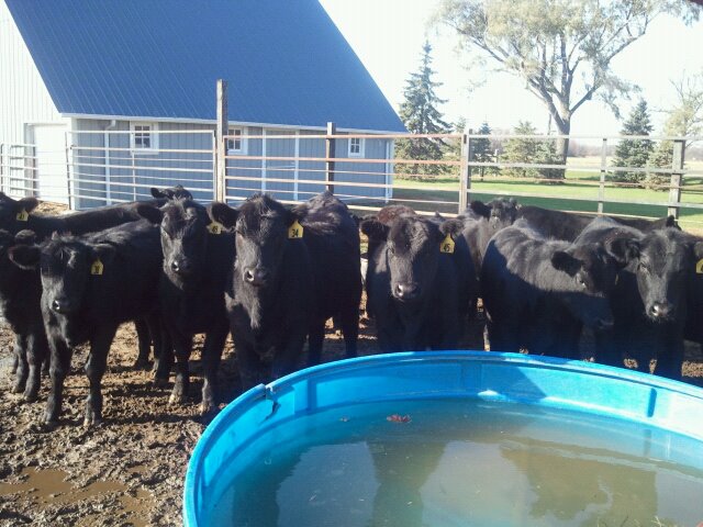 Hauert Hay Co Elwood