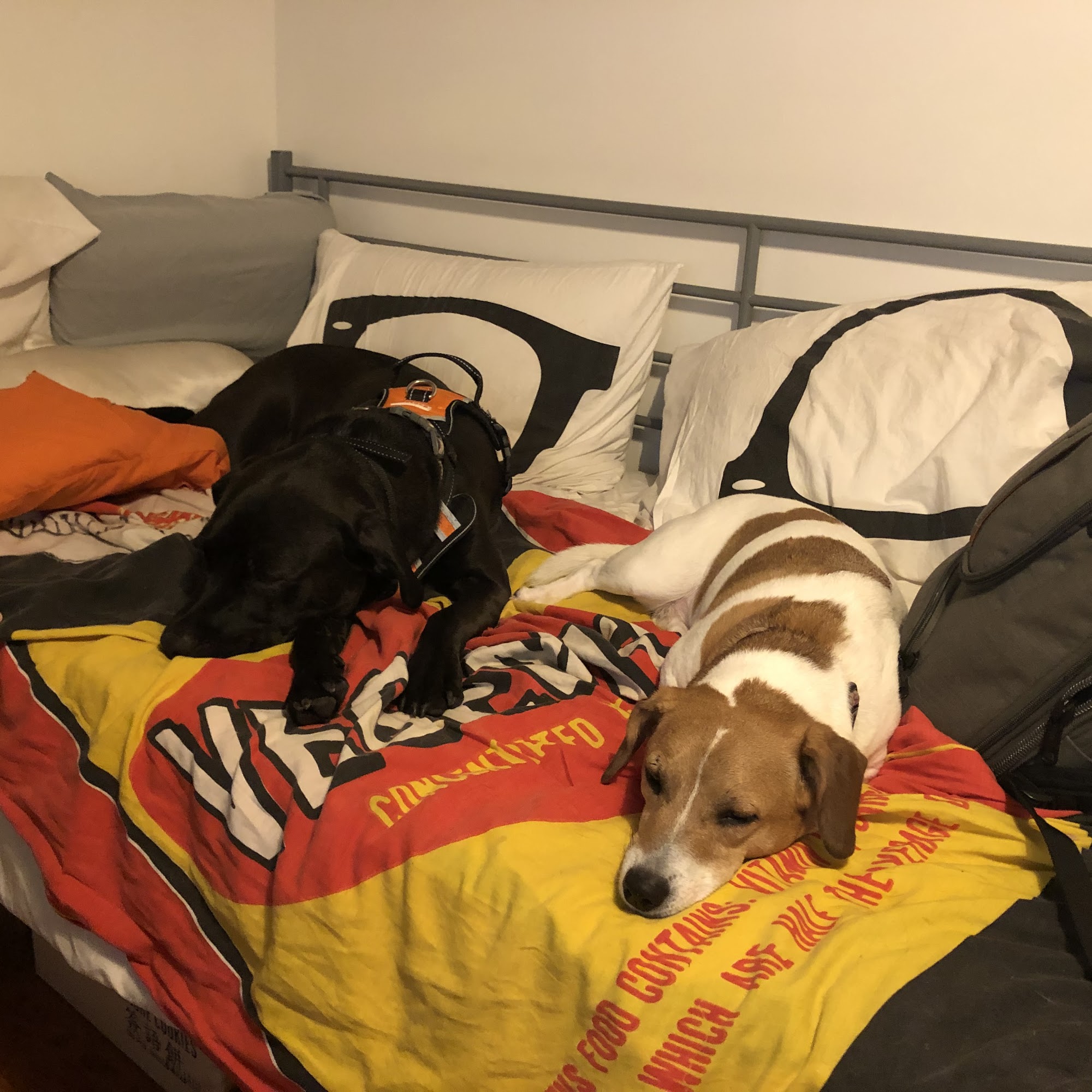 Bramer Animal Hospital Evanston