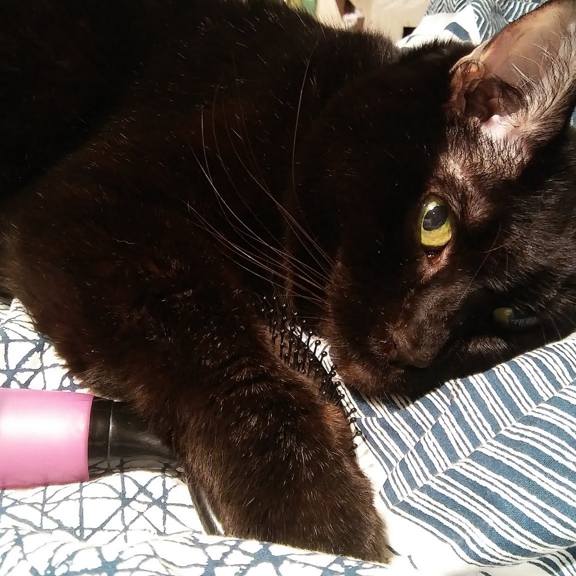 Howard Street Animal Hospital Evanston