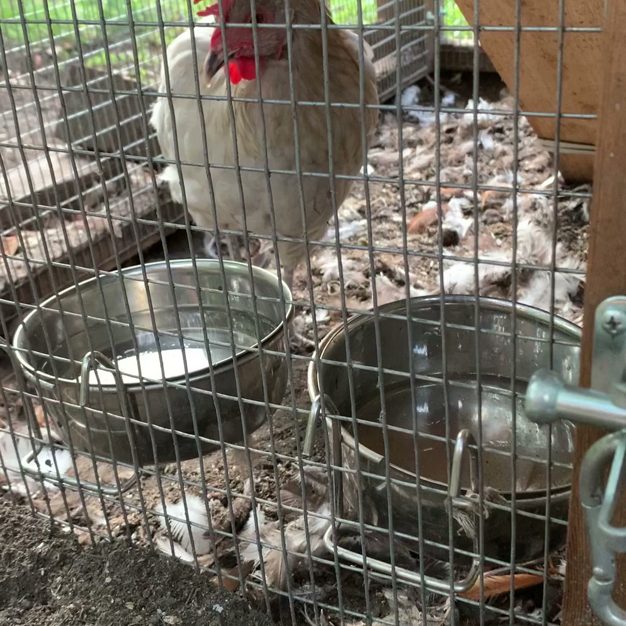 EmBark Animal Club Evanston