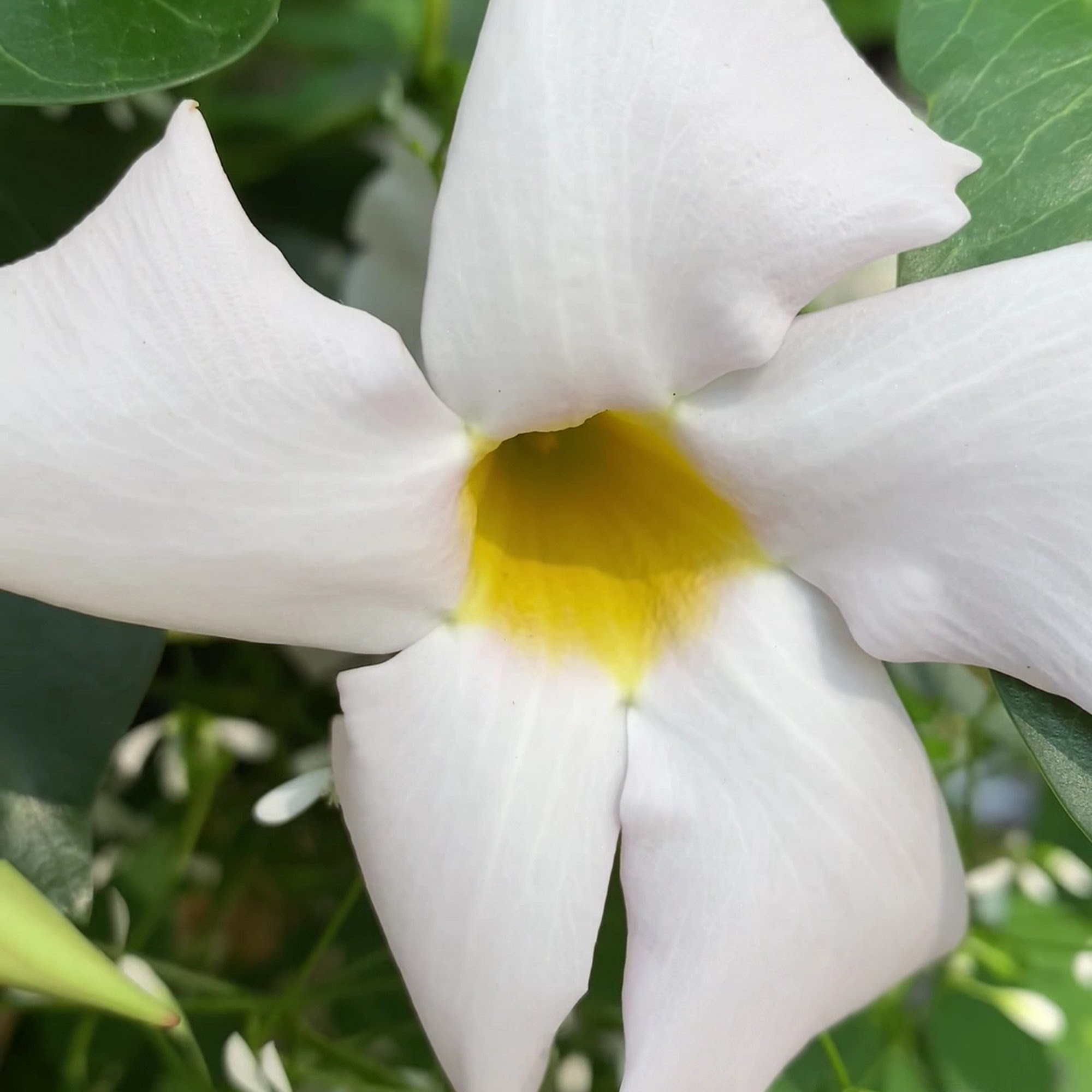 LeTour Brasserie Evanston