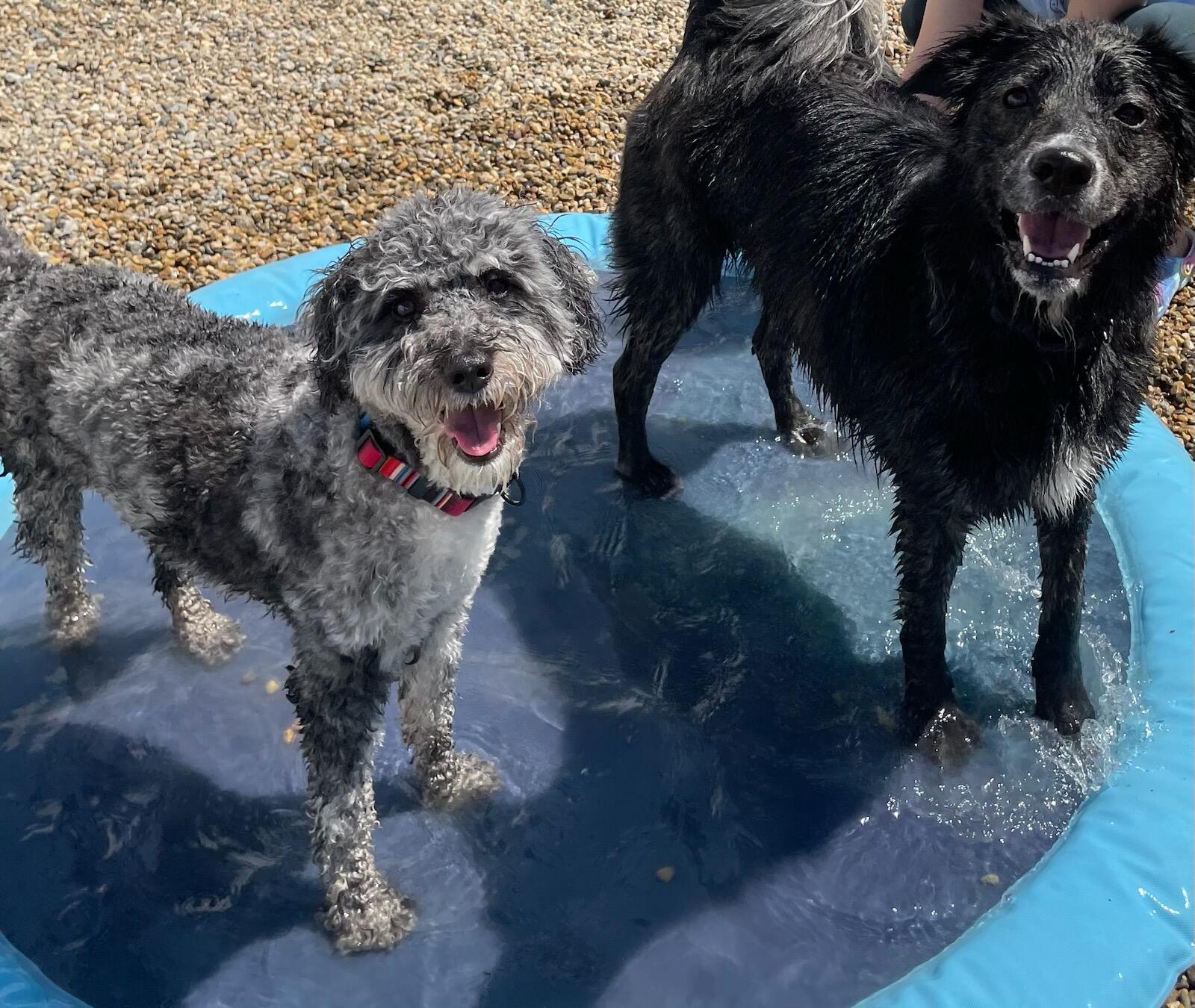 The Paws Zone - Grooming, Boarding & Dog Daycare Fairbury