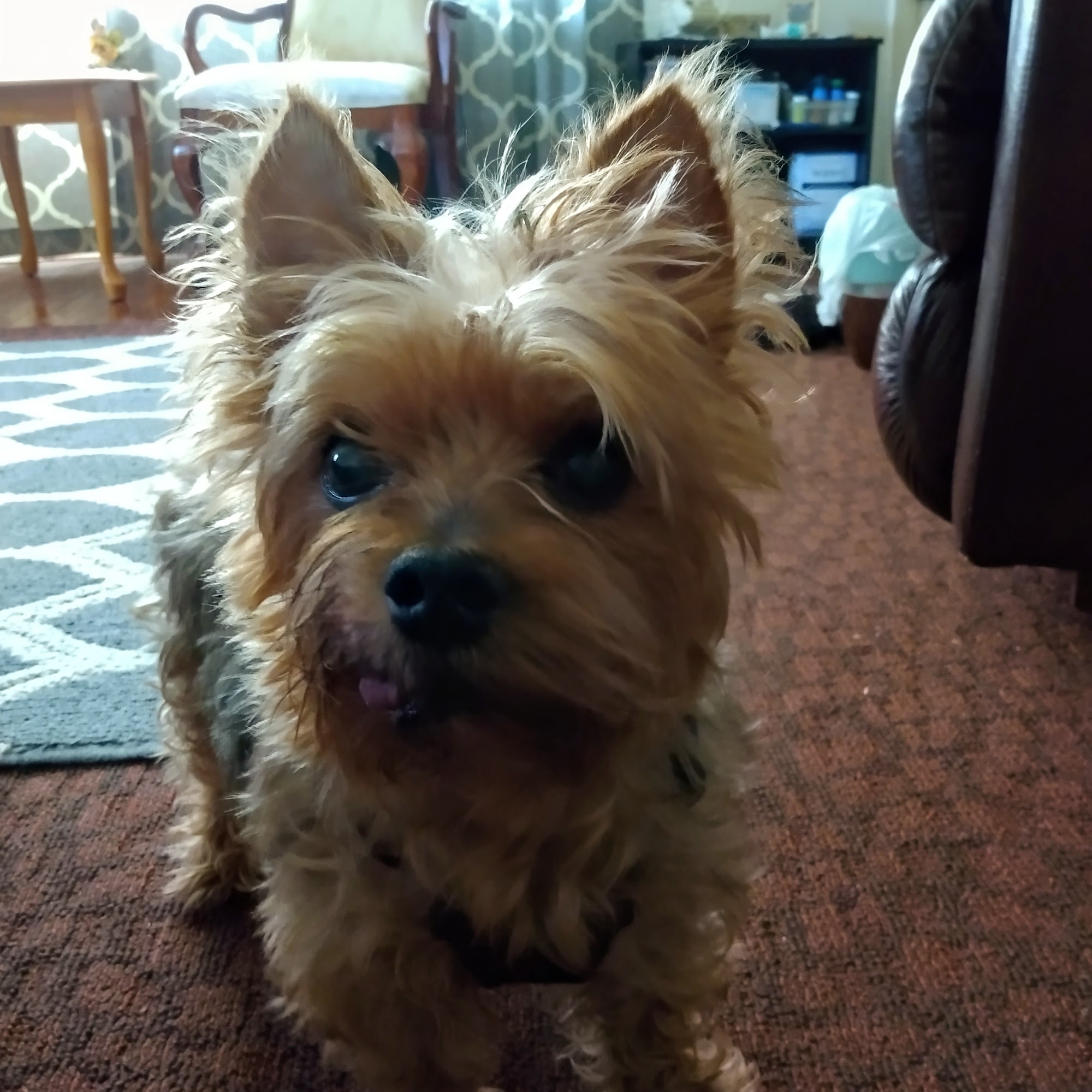 Wayne County Veterinary Fairfield