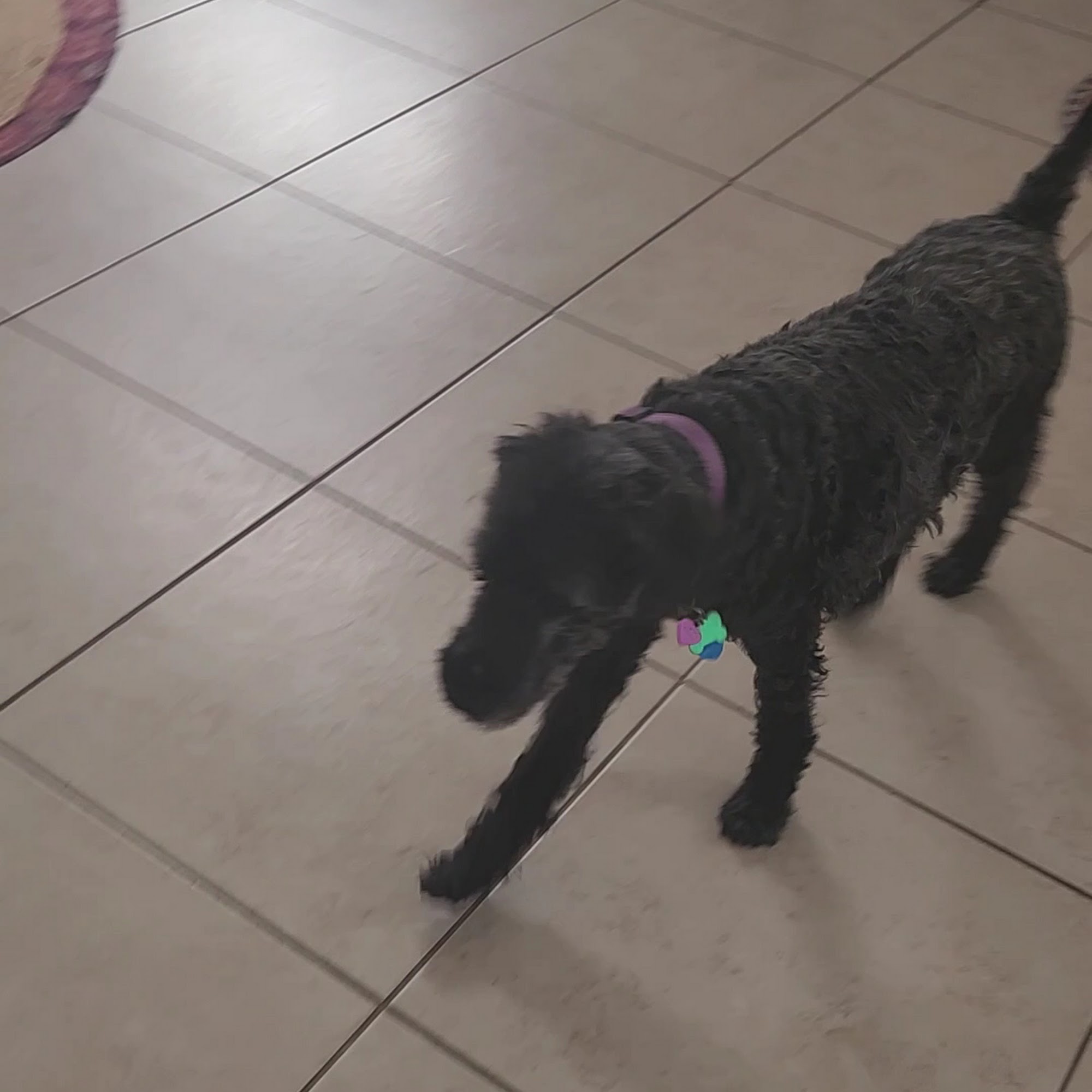 Flossmoor Animal Hospital Flossmoor