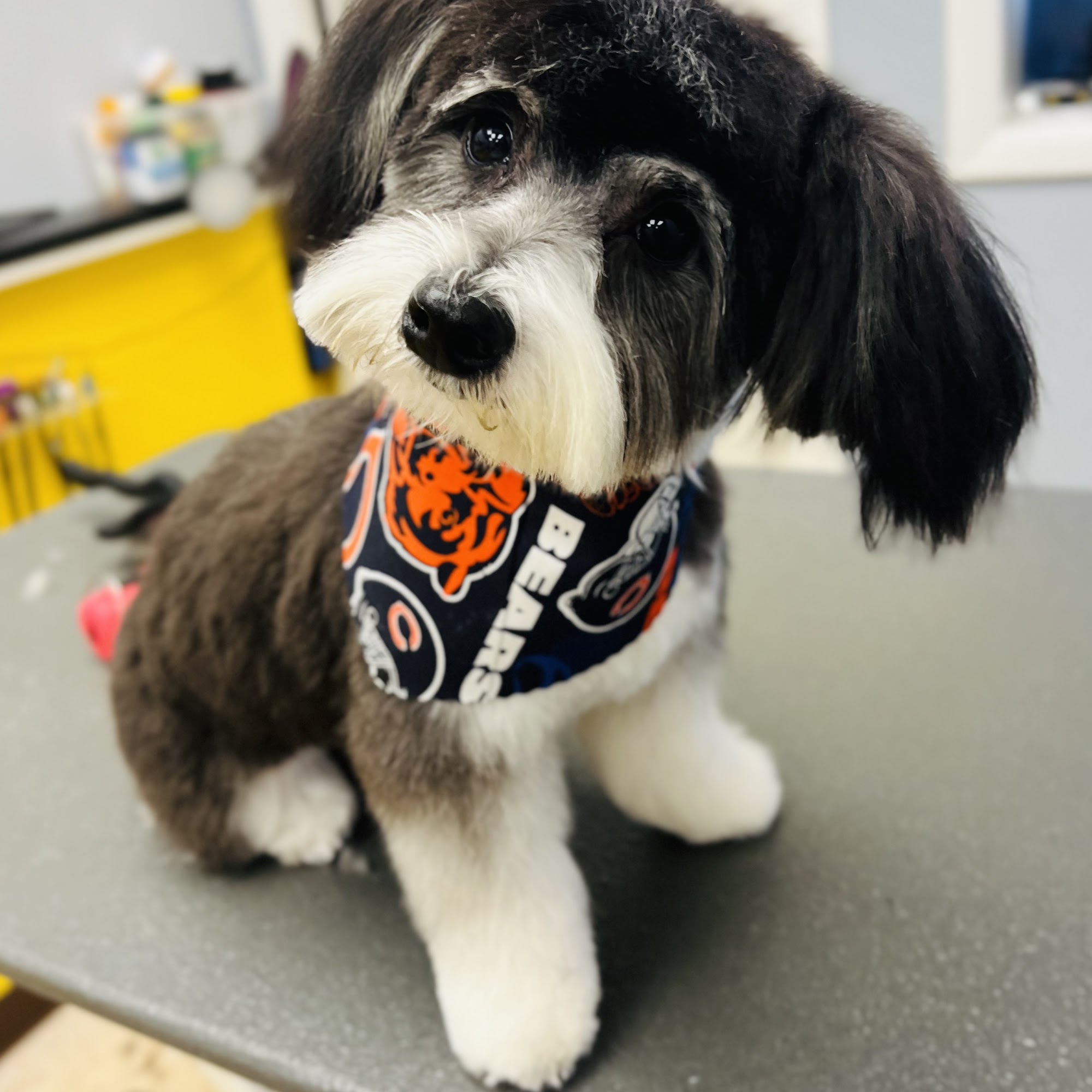 Pet Emporium Forest Park