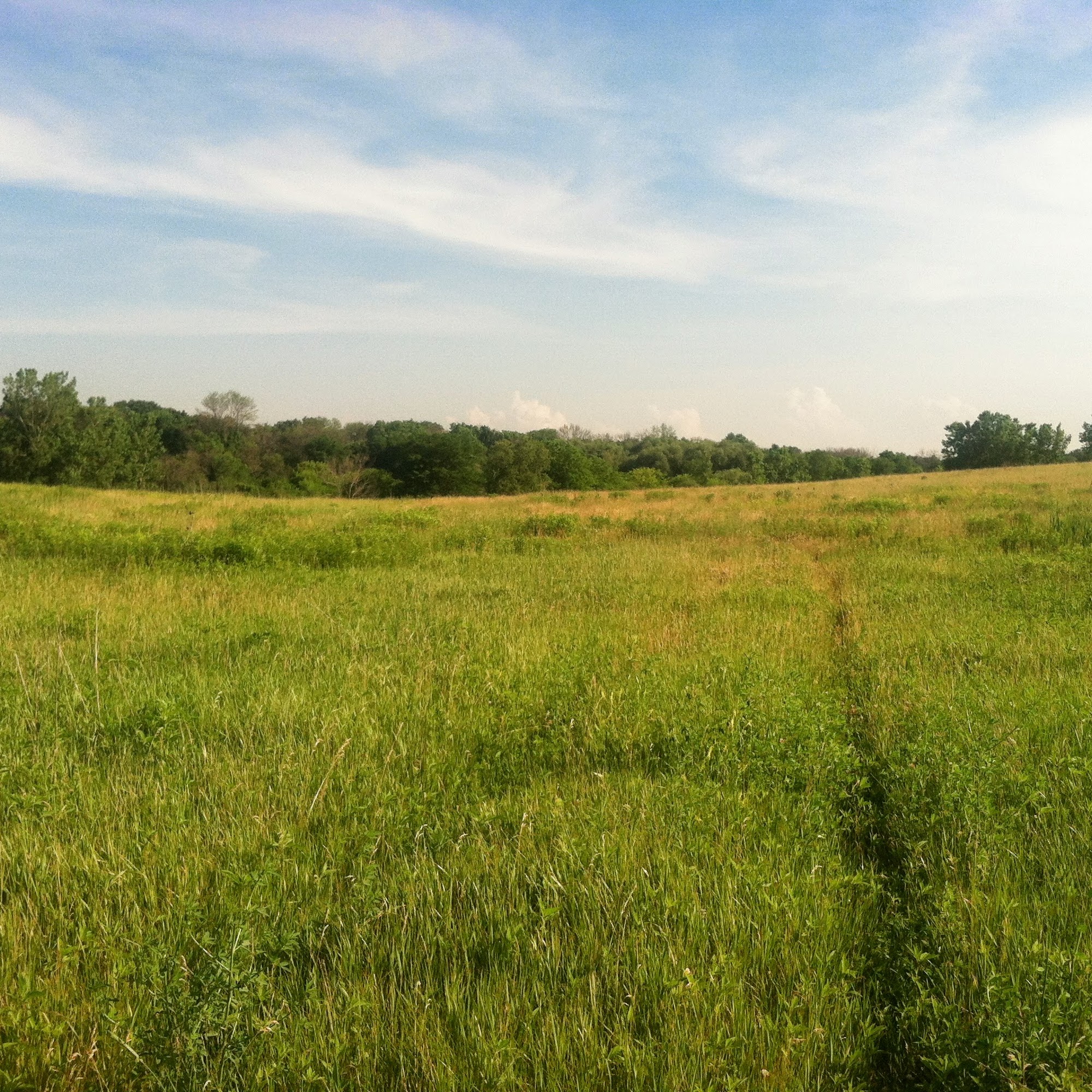 Miller Meadow Forest Park