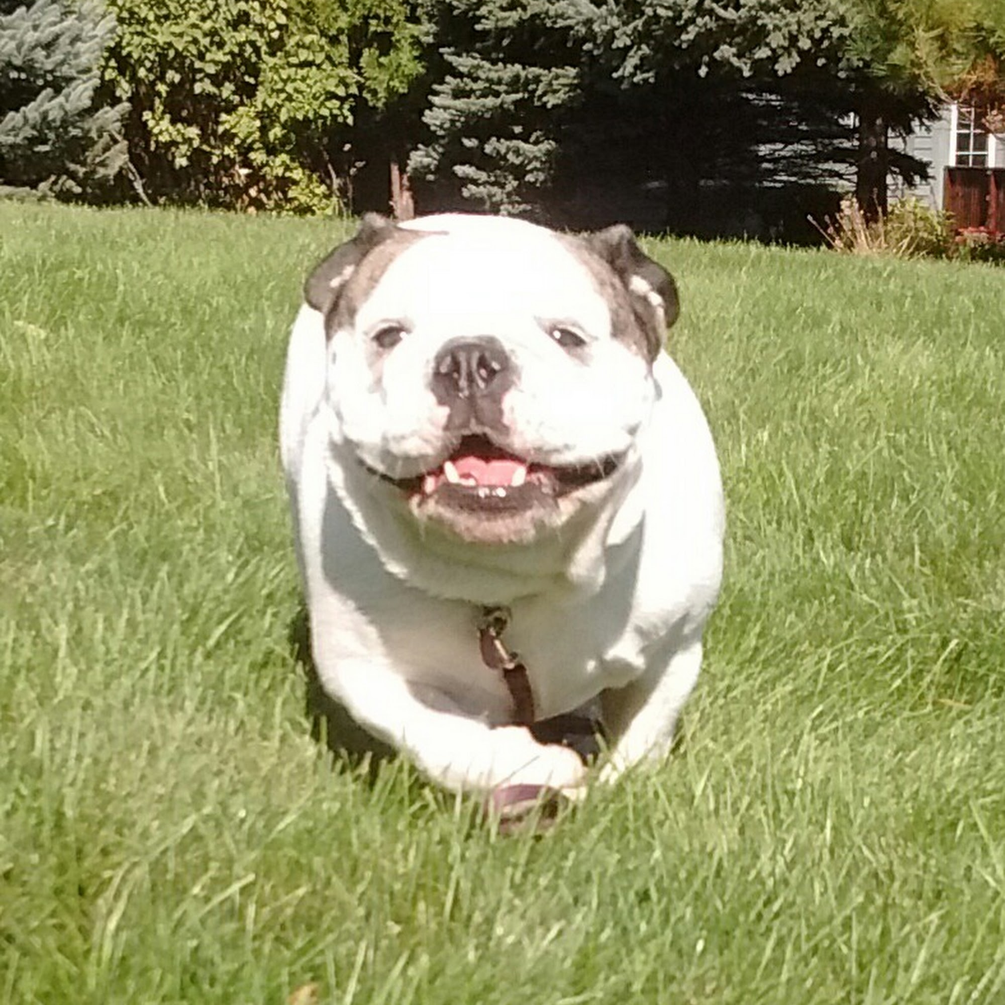 All For God's Creatures Pet Sitting & More Fox Lake