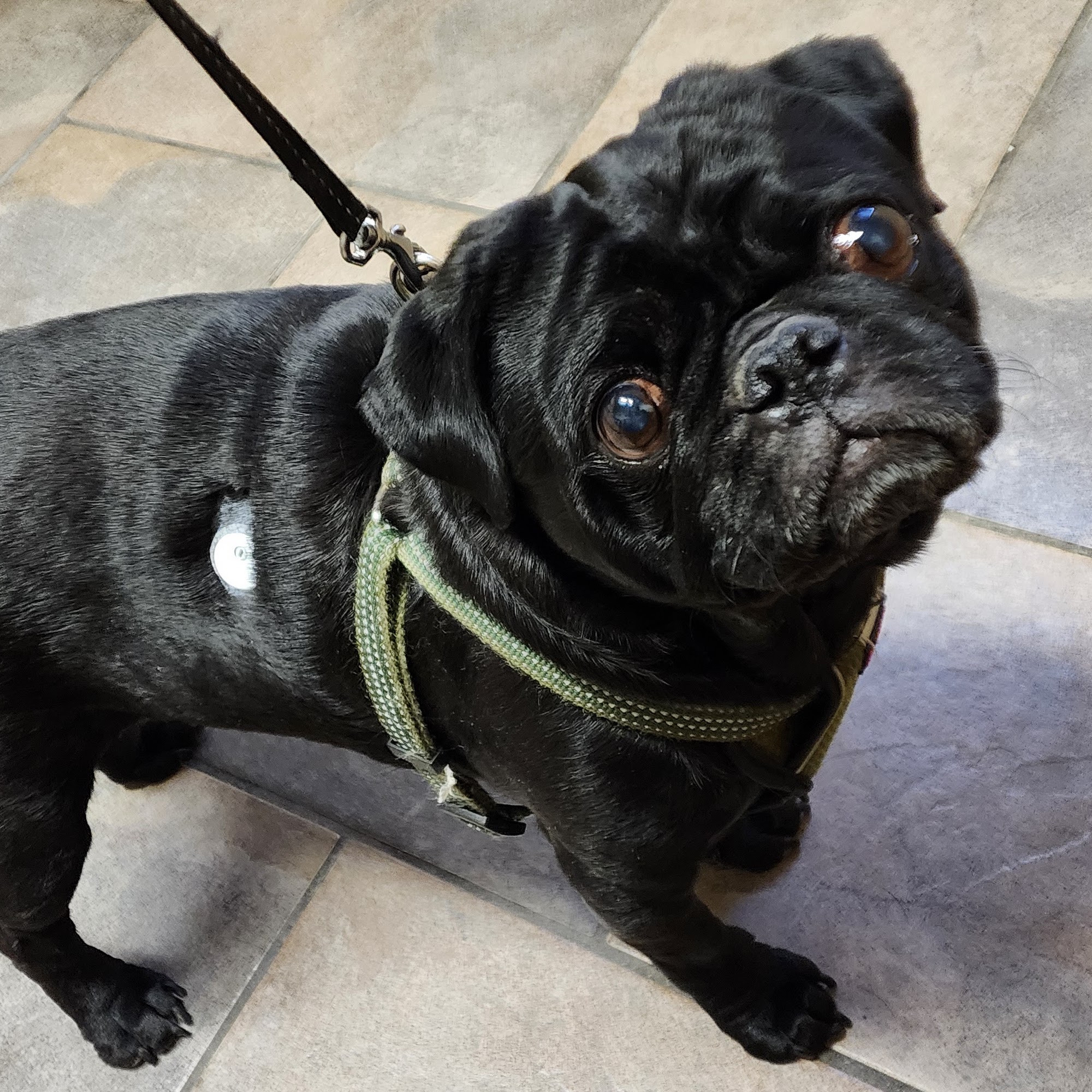 Frankfort Animal Care Center Frankfort