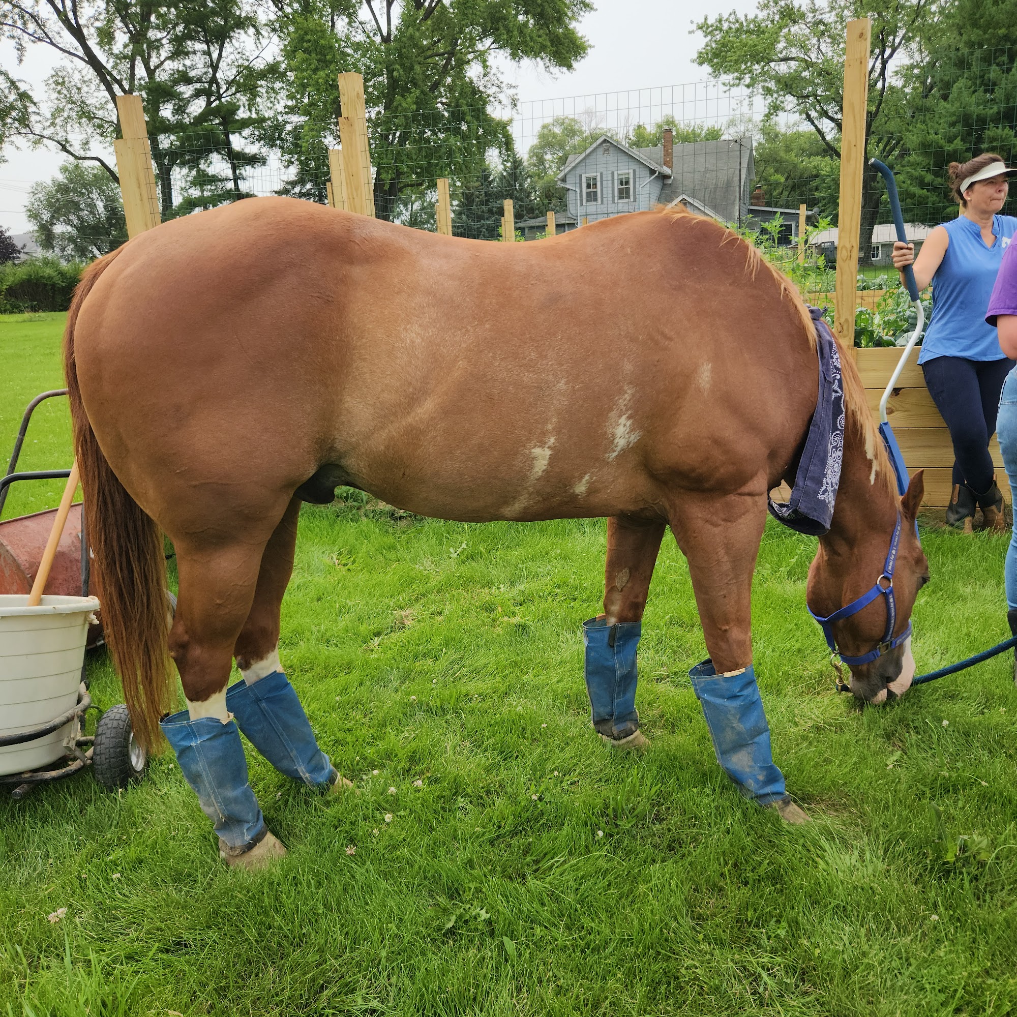Equine Veterinary Practice Frankfort