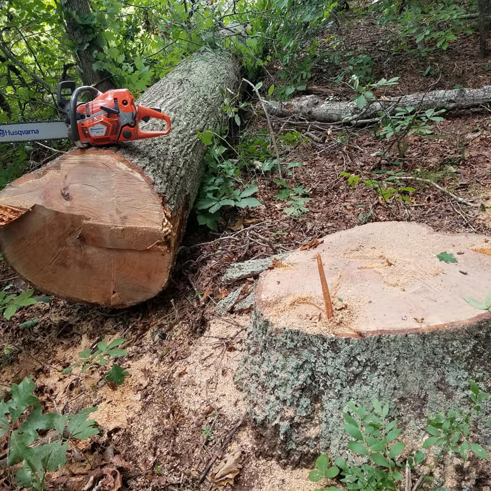 Corbin Tree Removal