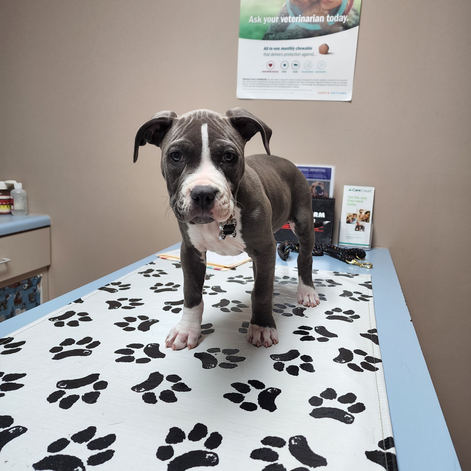 Freeburg Animal Hospital PC Freeburg