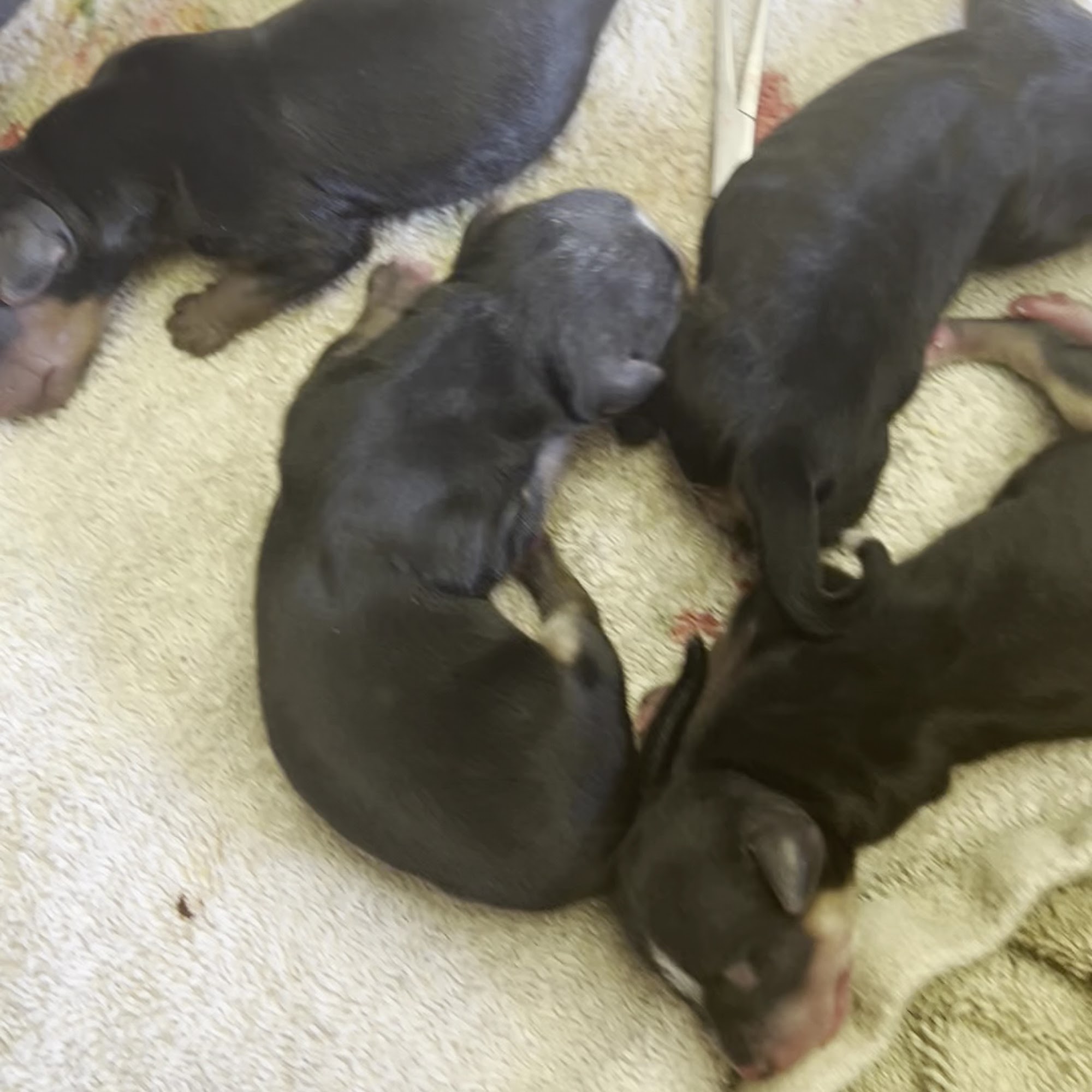 Freeport Animal Hospital Freeport