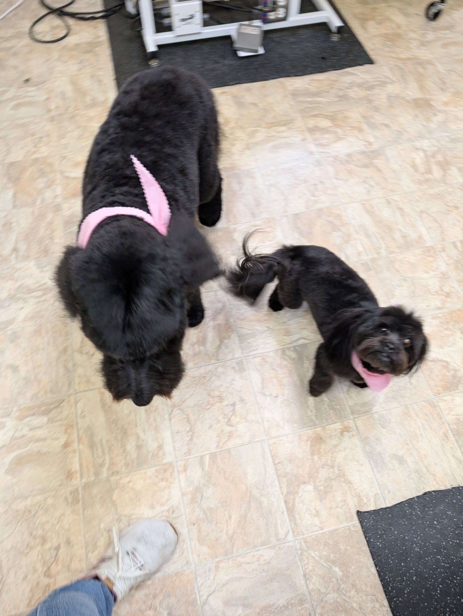 The Dog House Salon, LLC Freeport